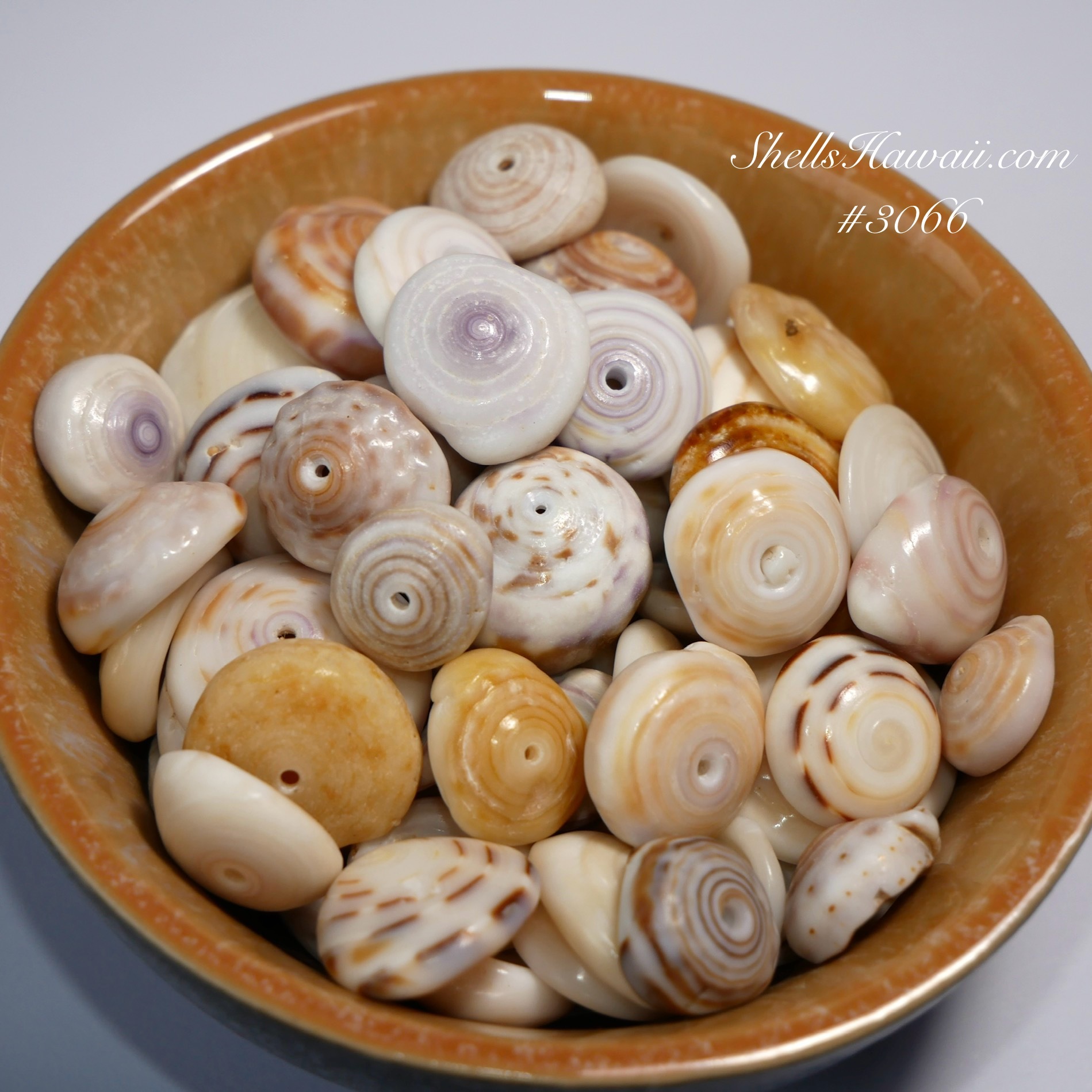 colorful Hawaiian Puka shells