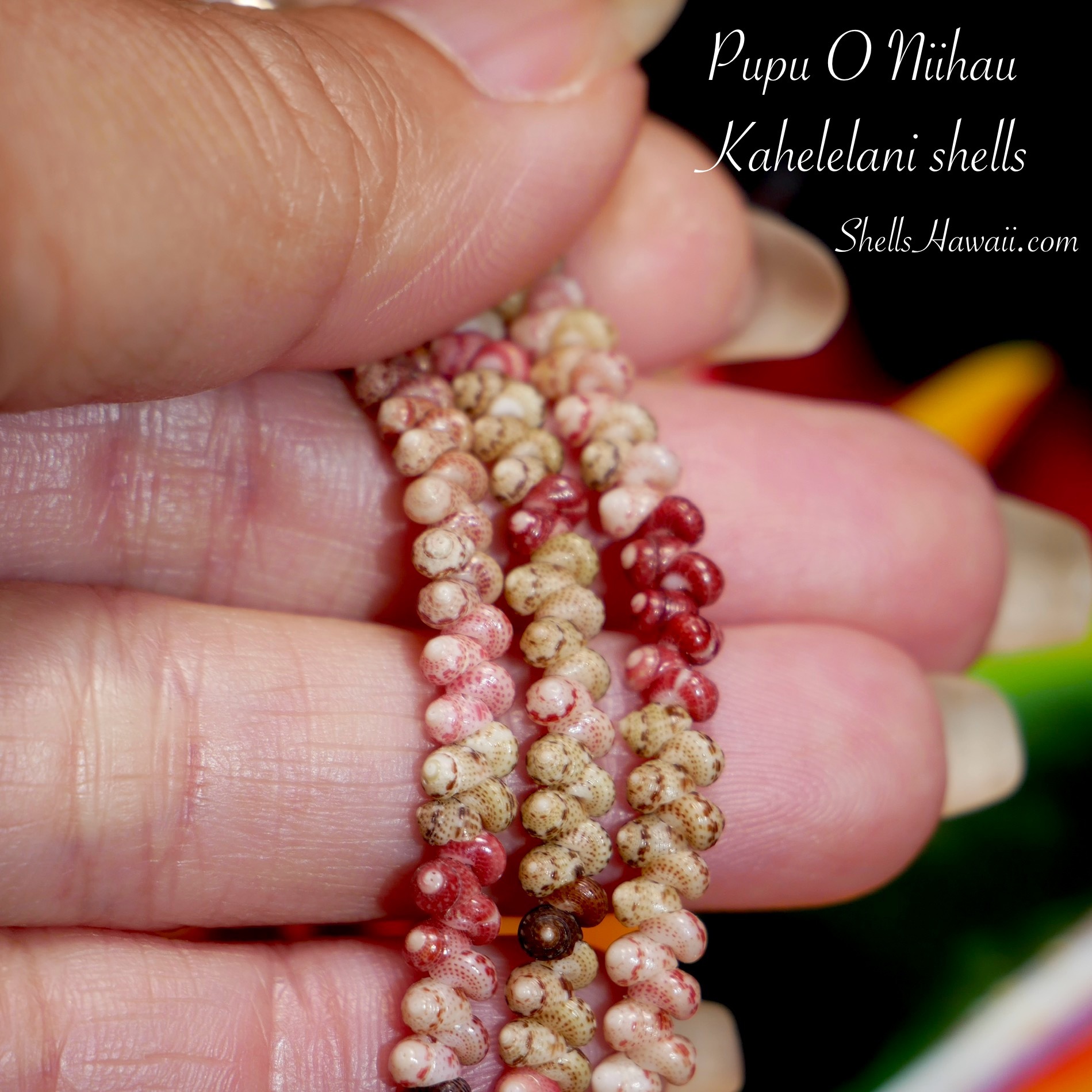 kahelelani shells from Niihau, hawaii 