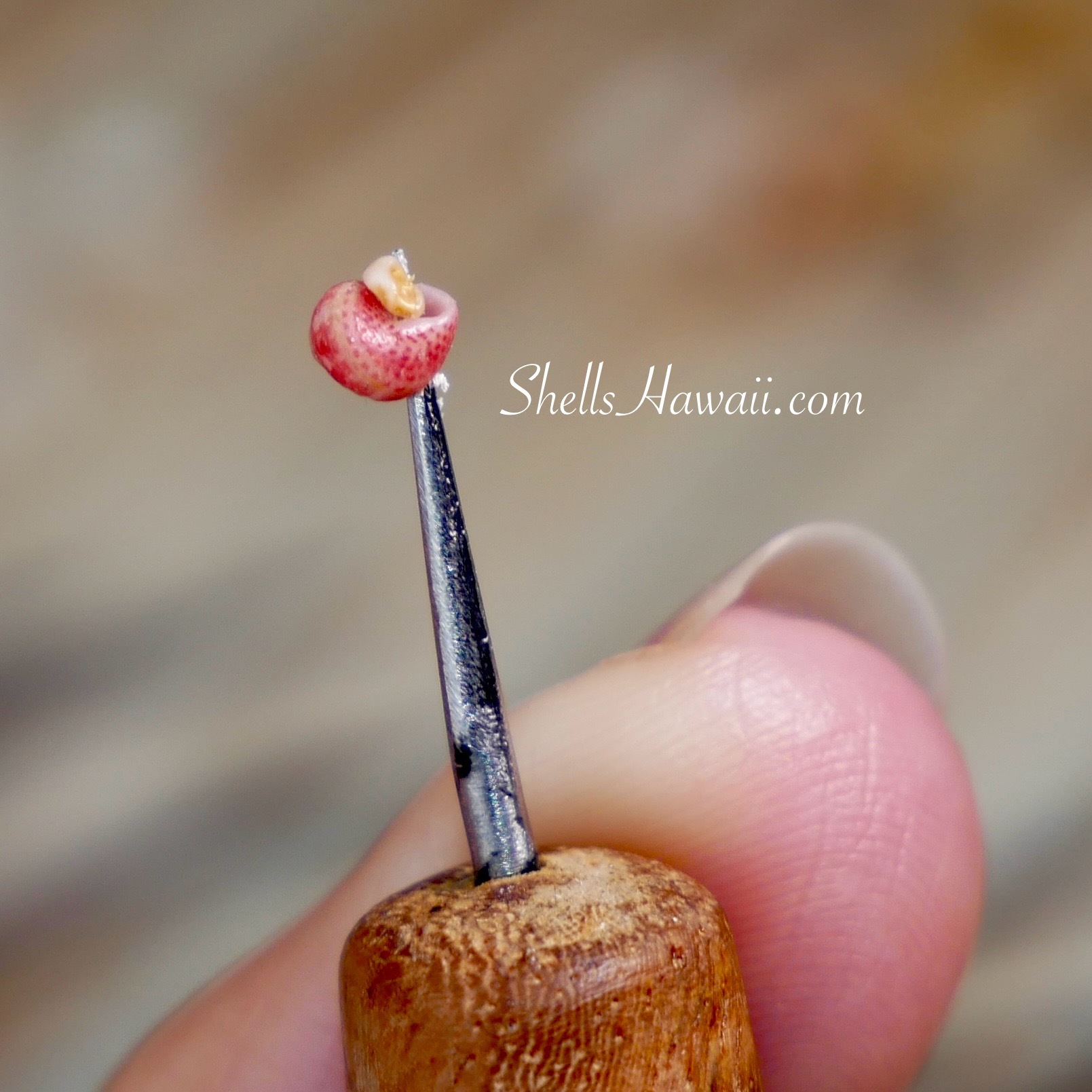 how to poke the hole in niihau shells