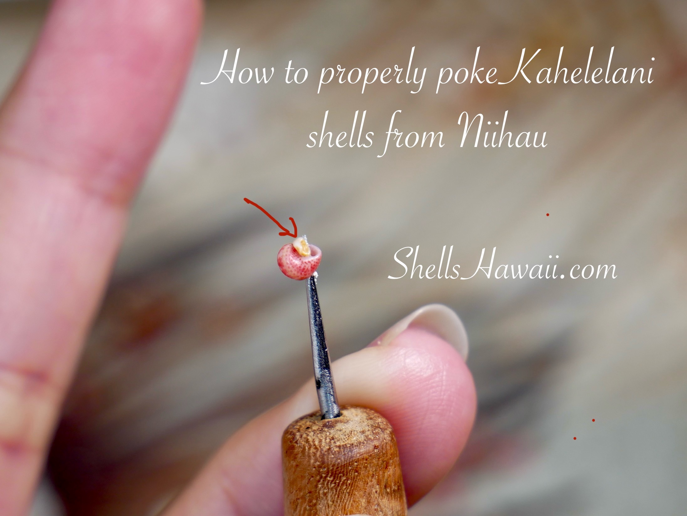 How to poke kahelelani shells