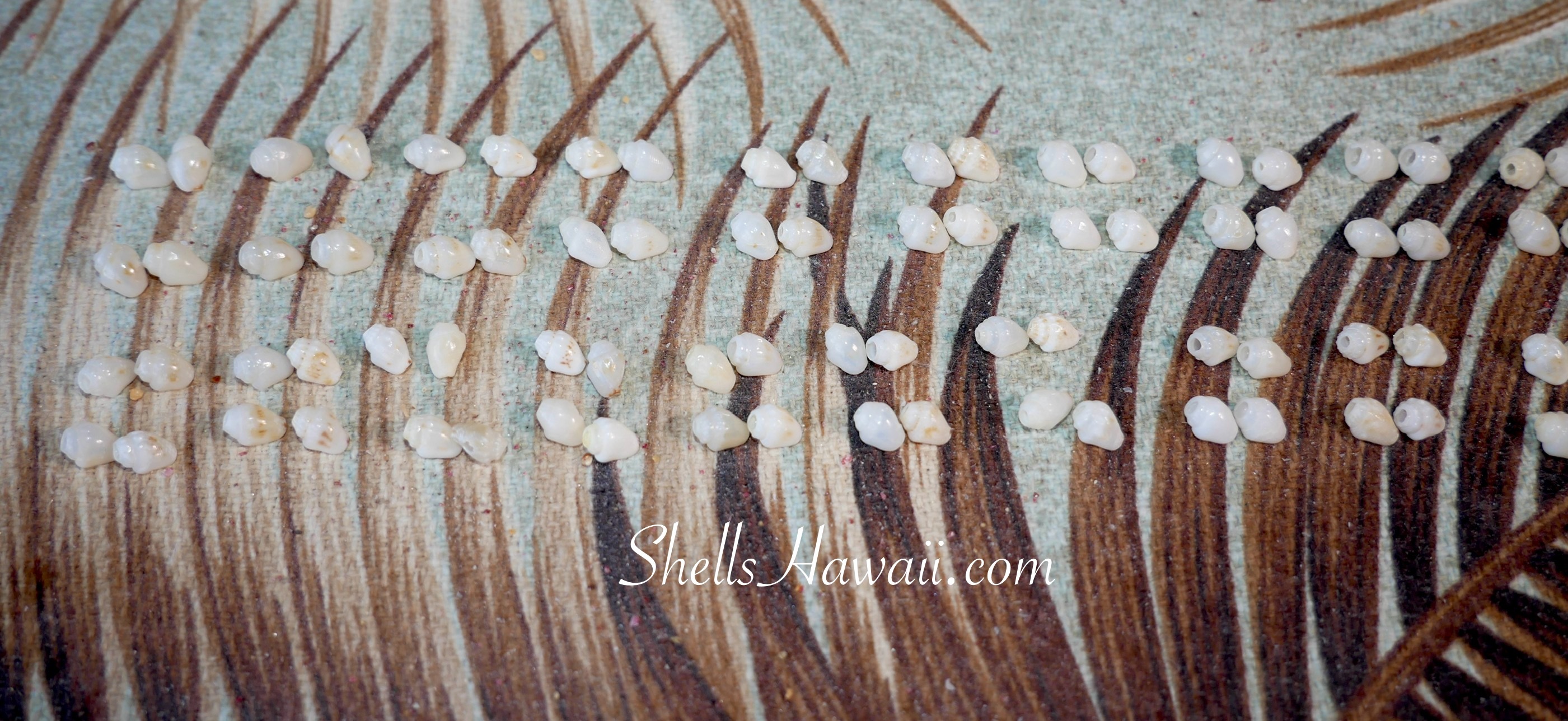 Pairing Momi shells set of 2 shells and arranging into 2 matching sets for both sides of Pikake style Niʻihau shell earrings, shells need to be identical in size, shape, and color to ensure both sides are even and the same length