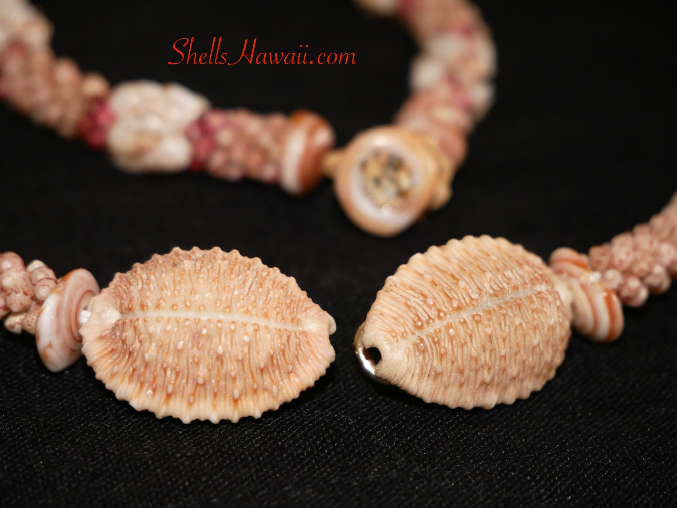 Niʻihau shell jewelry cowrie shell detail showing natural textured shells used in bracelet design, measured from end to end for overall length reference