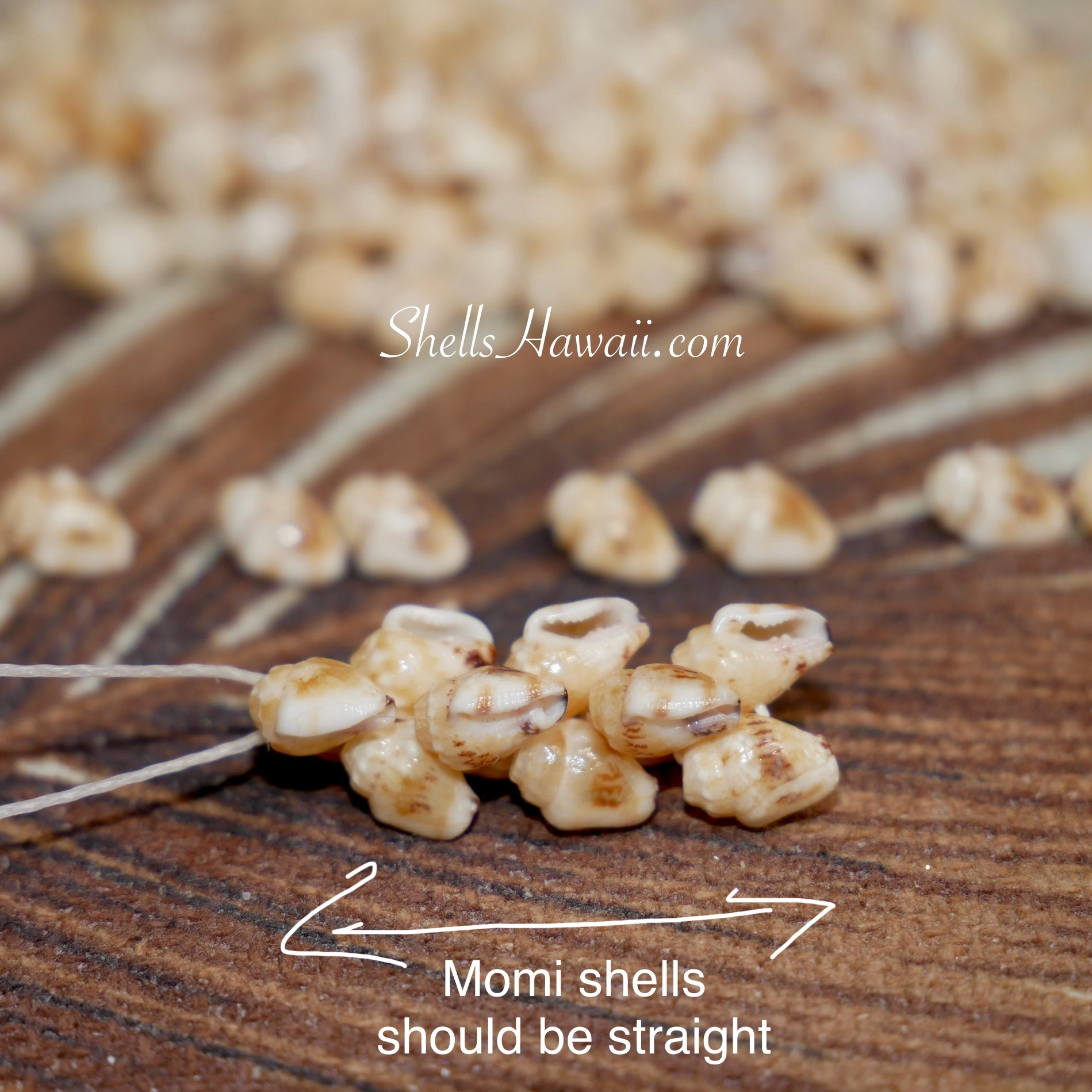 niihau shell earrings, pikake style