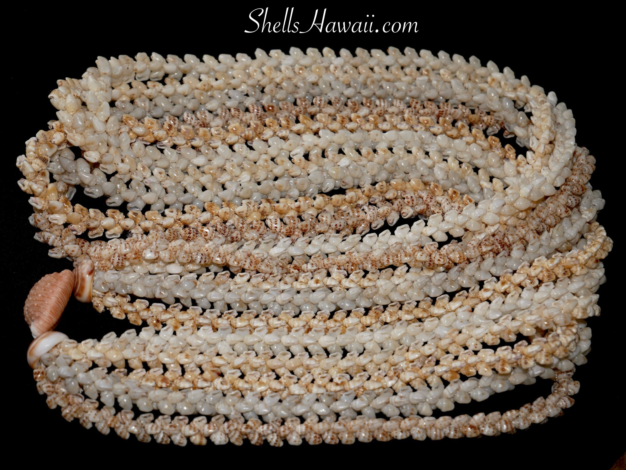 momi pikake shell lei 