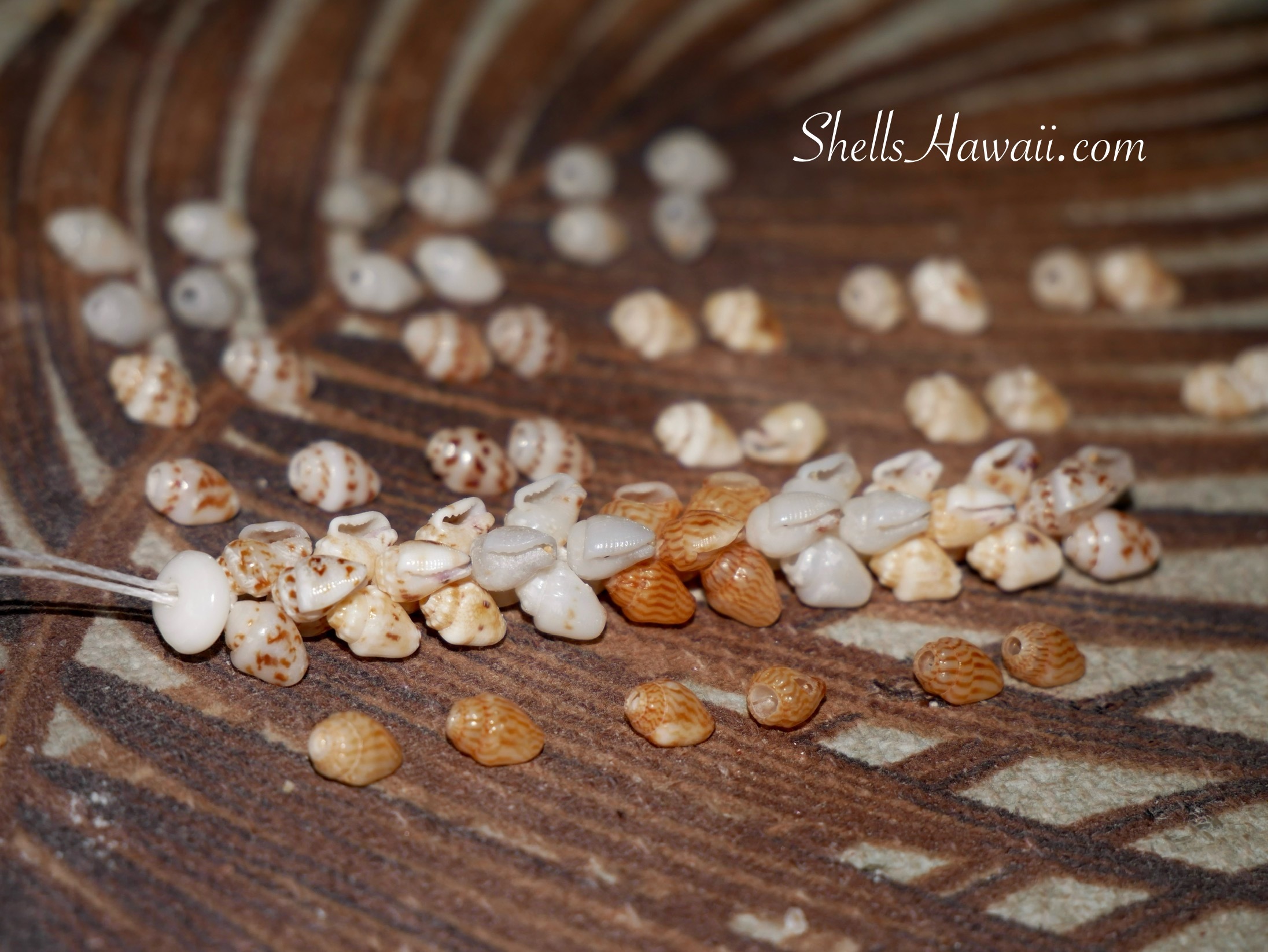 Single pikake style with Momi shells