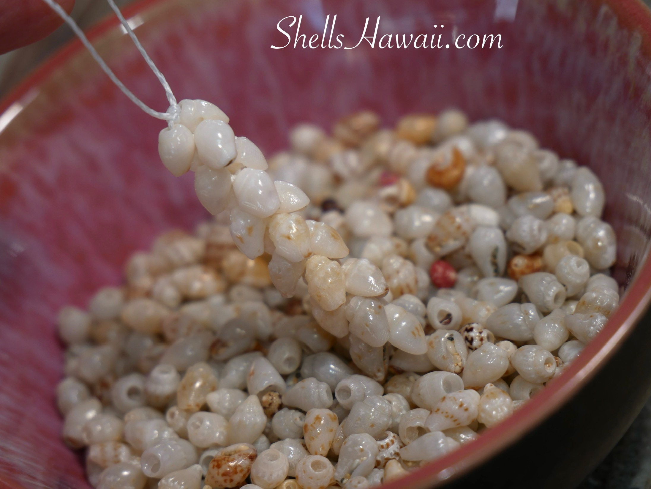 Finished Niʻihau shell jewelry made with soft blue Momi shells, showing how light blue tones gently blend with natural yellow hues once the shells are fully strung and polished into a wearable piece.