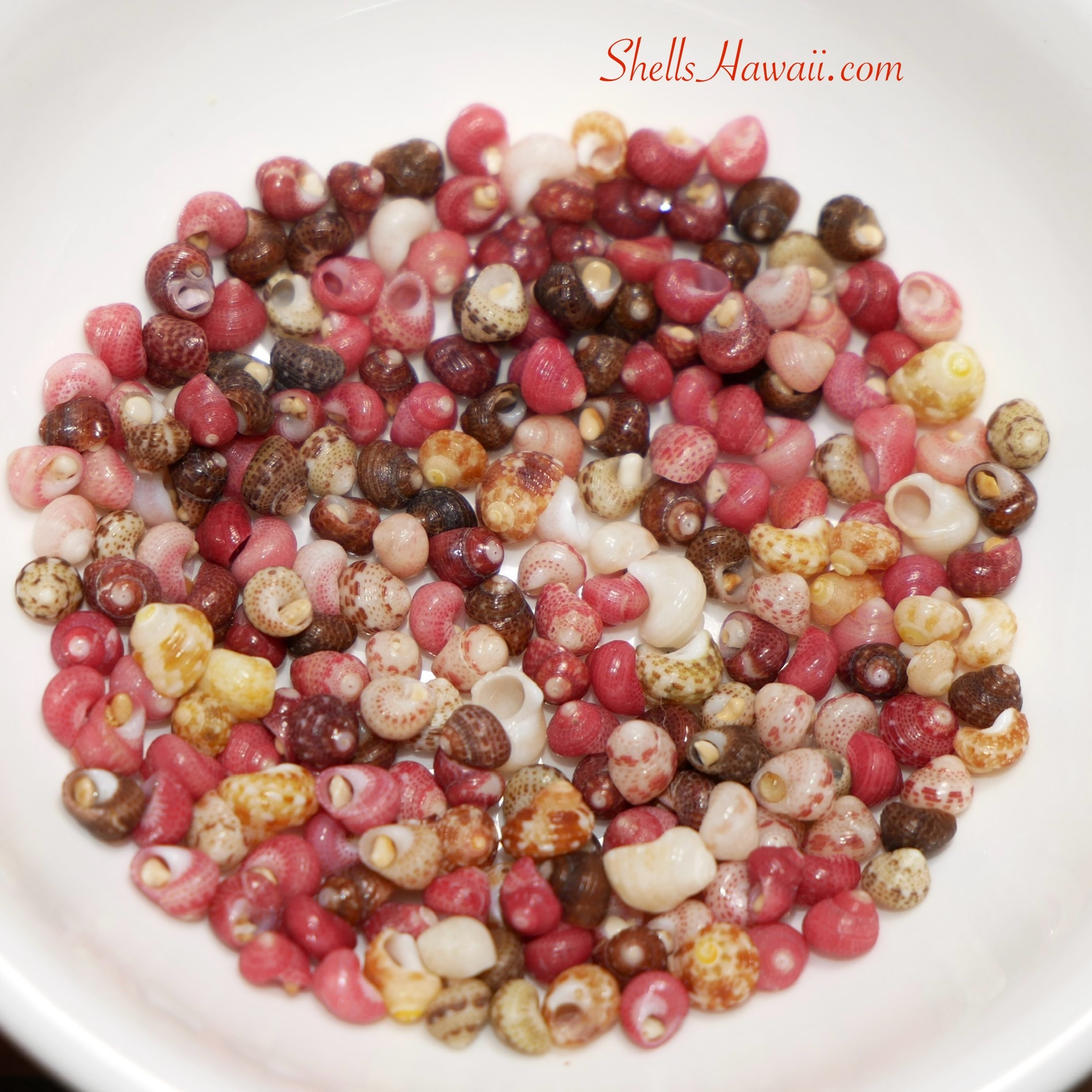 Niihau shell grade, Kahelelani shells 