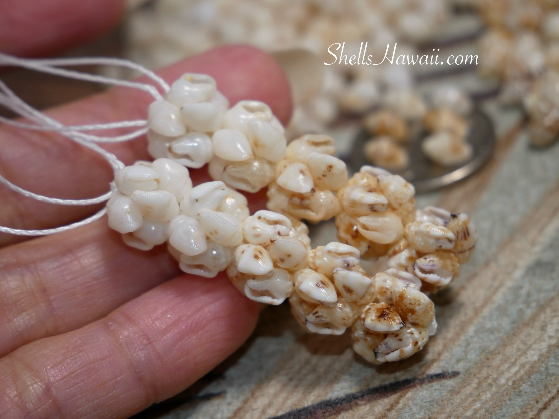 yellow lenalena momi shells when it use to make niihau shell earrings