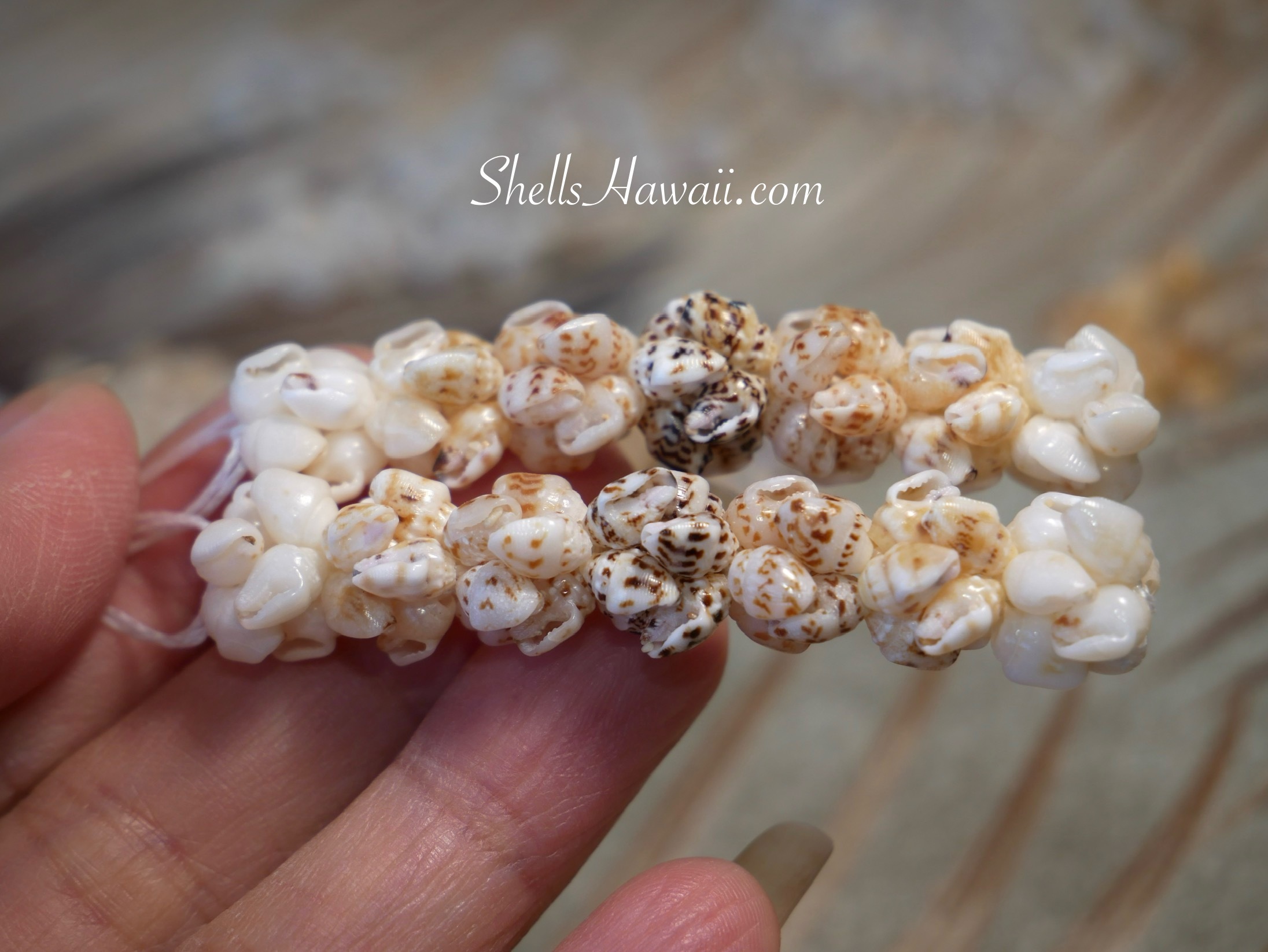 Momi shells from Niihau 