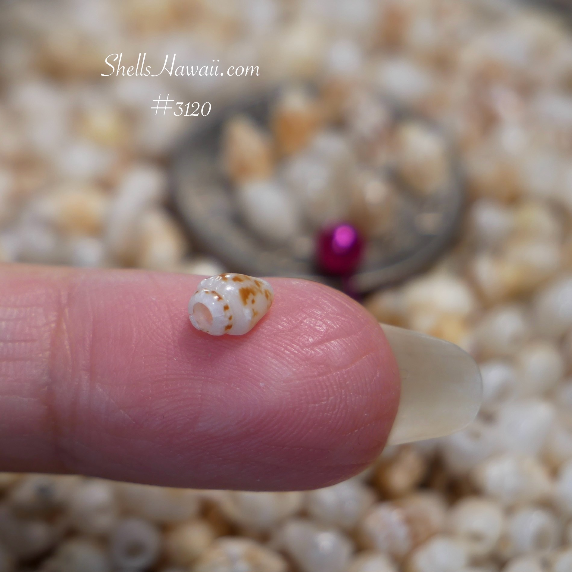 authentic niihau momi shells 