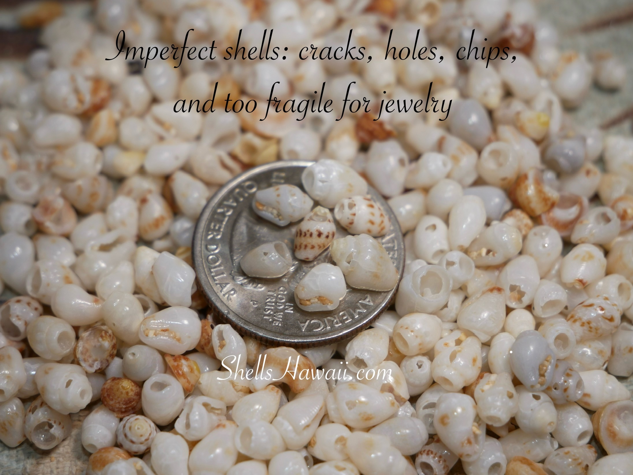 Imperfect Niʻihau Momi shells showing natural cracks, chips, holes, and thin fragile areas, illustrating shells that are authentic but unsuitable for fine jewelry making.