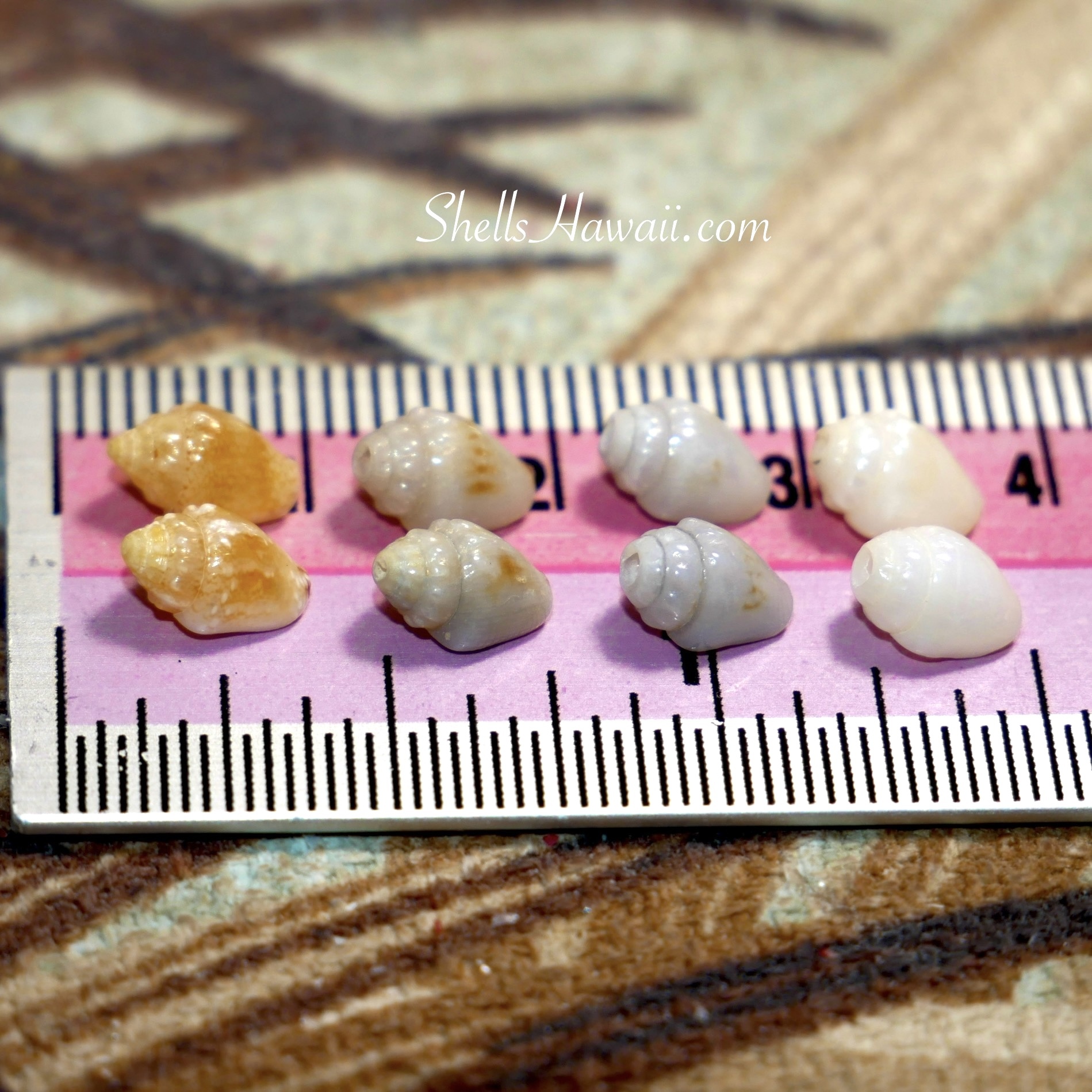 Momi shells 