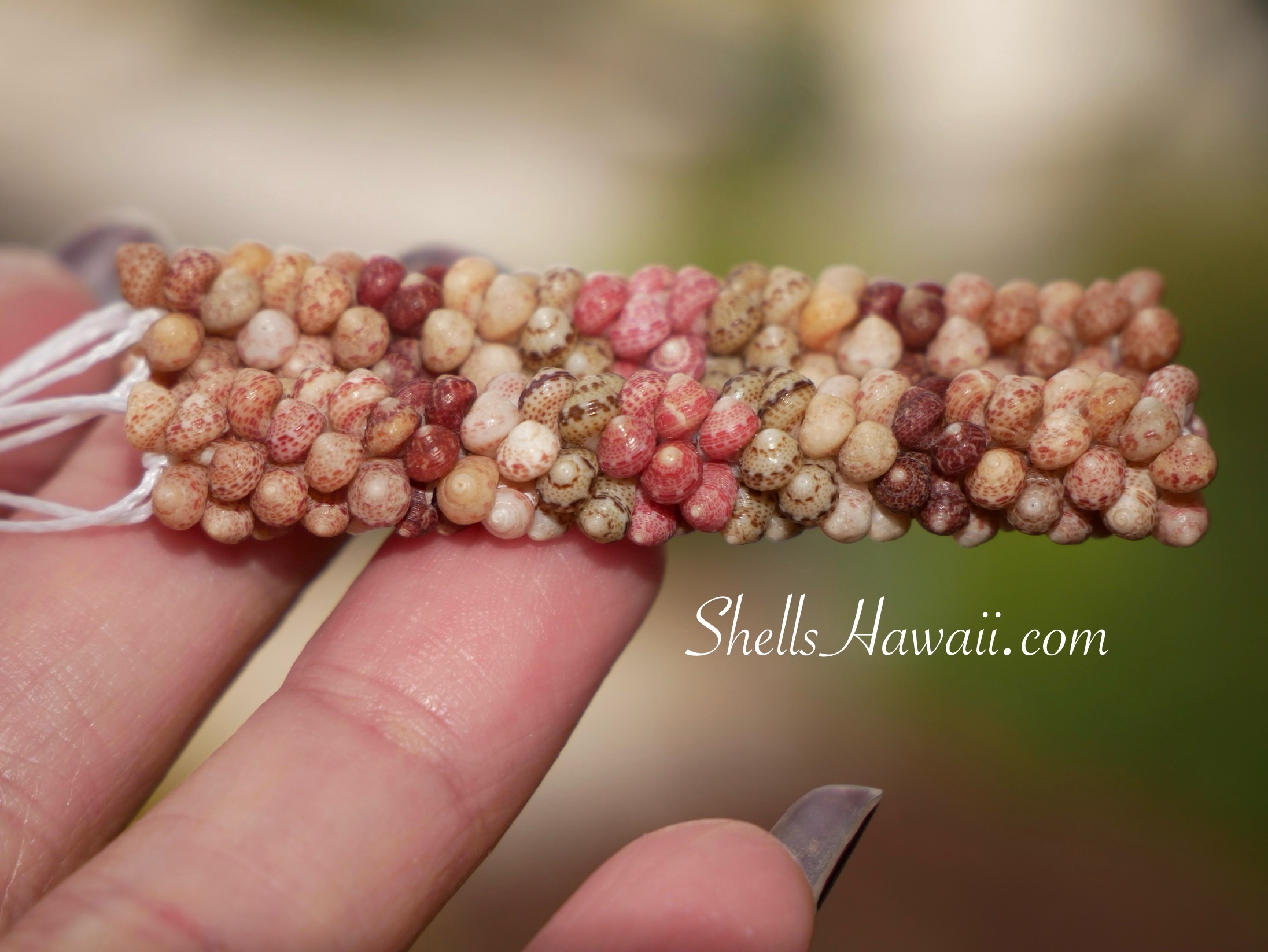 Kahelelani poepoe style shell earrings from Kauai 