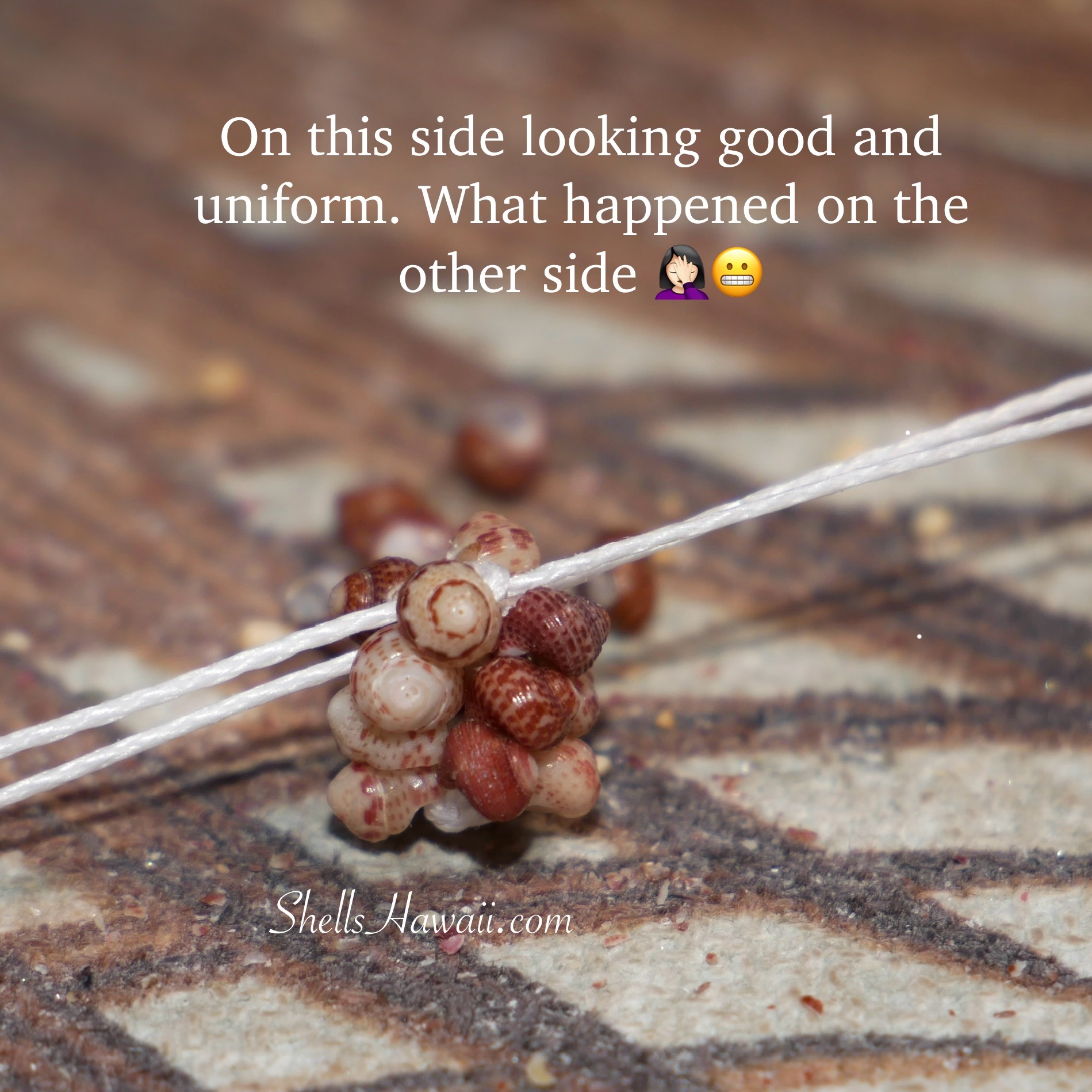 how to make niihau poepoe stye shell earrings using Kahelelani shells 