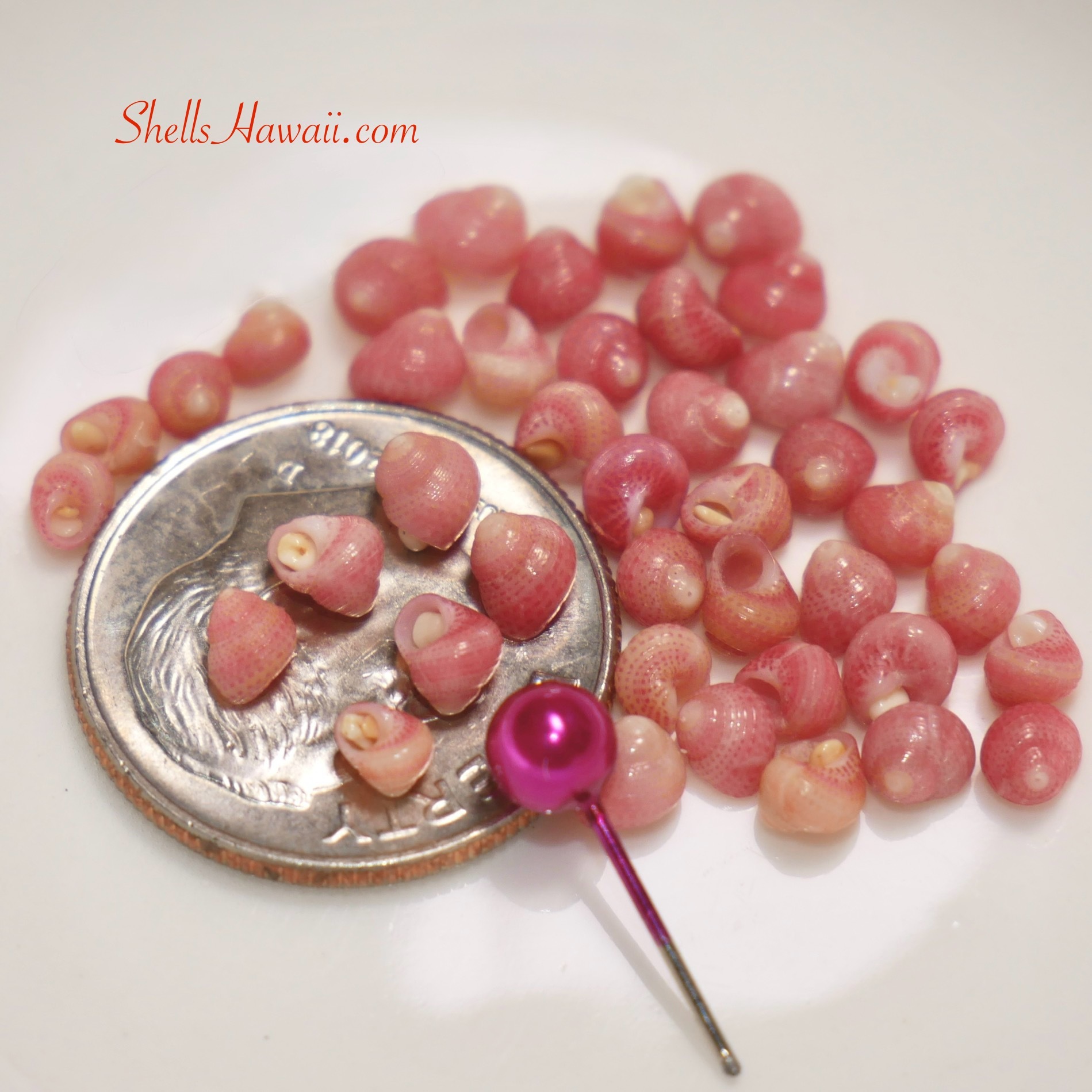 pink kahelelani shells