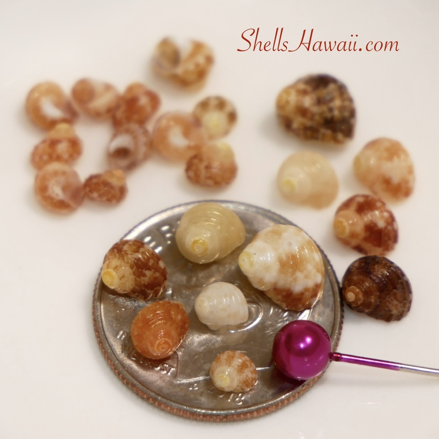 Close-up photo of assorted genuine Niihau shells displayed on a dime for size comparison, including Kahelelani and Momi shells used for Hawaiian shell jewelry making.