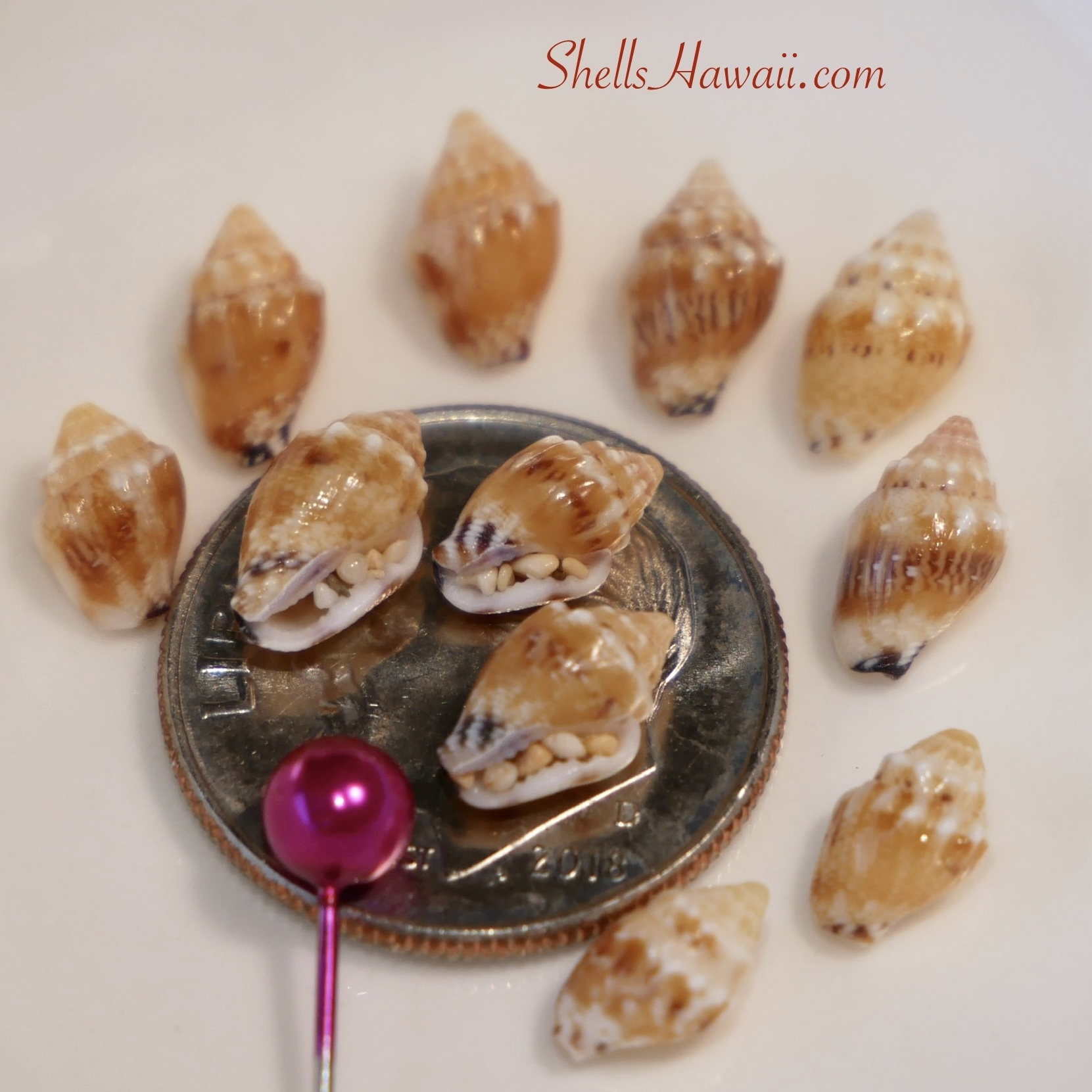 Rich golden lenalena momi shells
