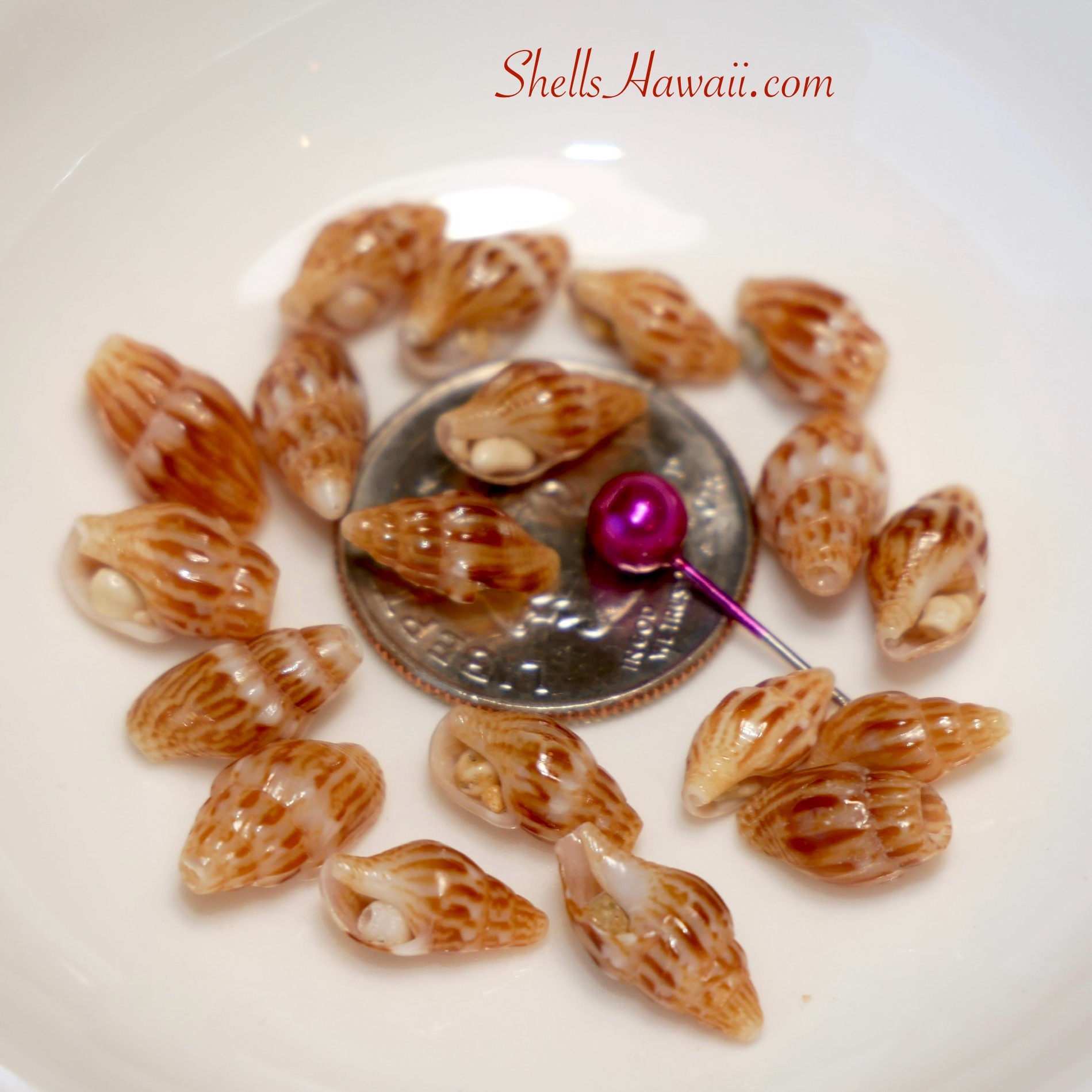 laiki shells 
