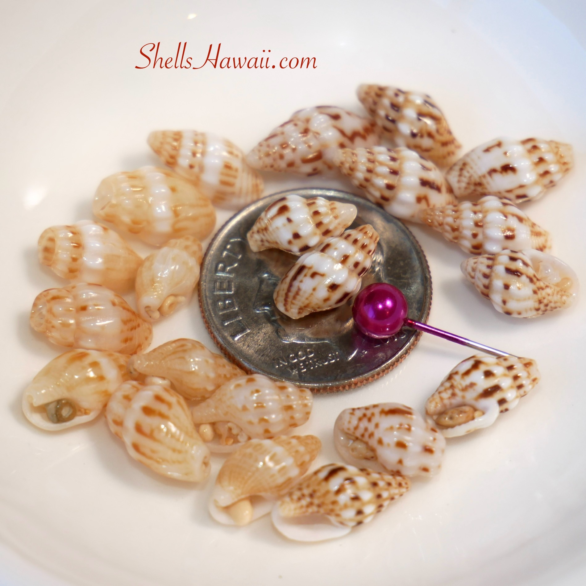 Laiki shells 