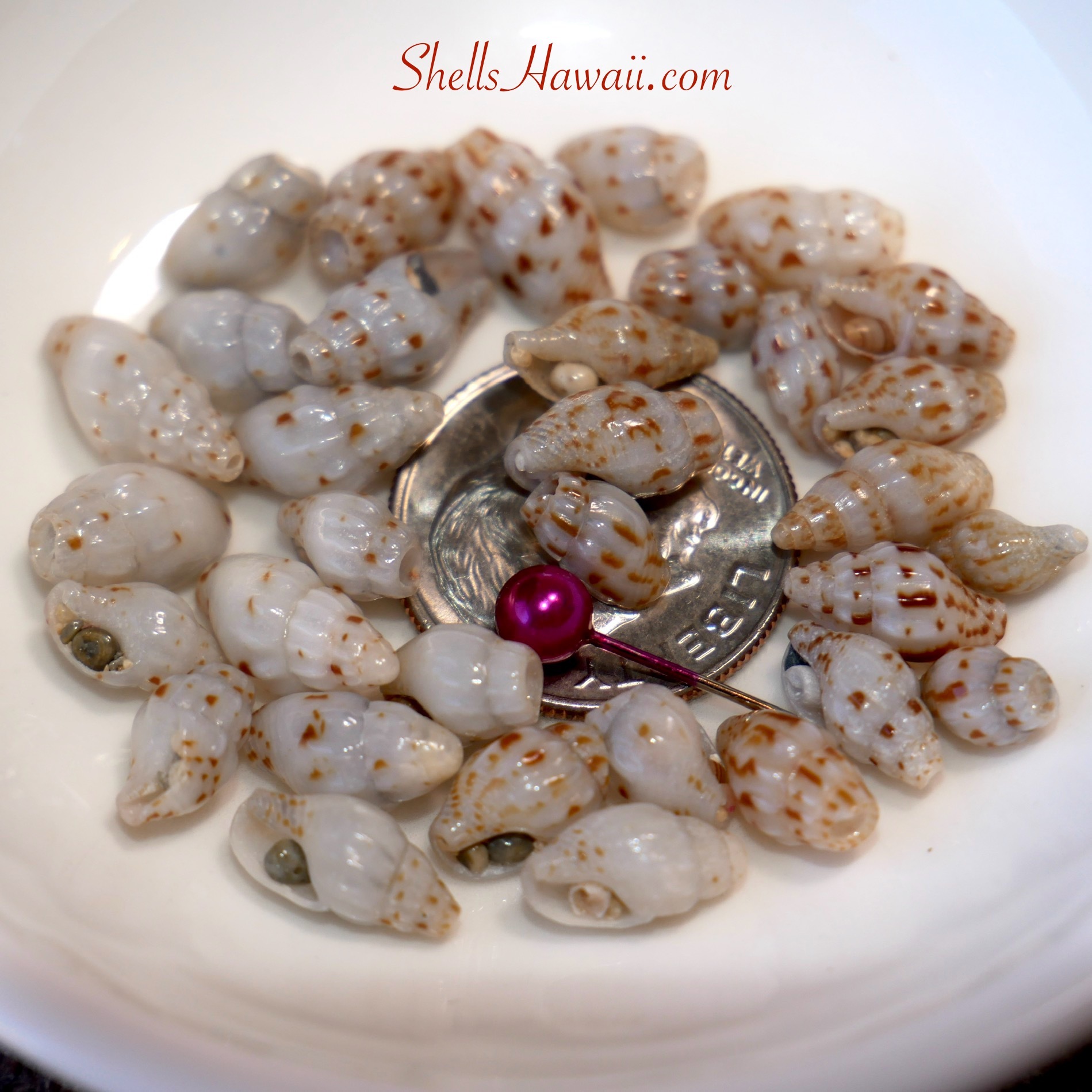 Laiki shells 