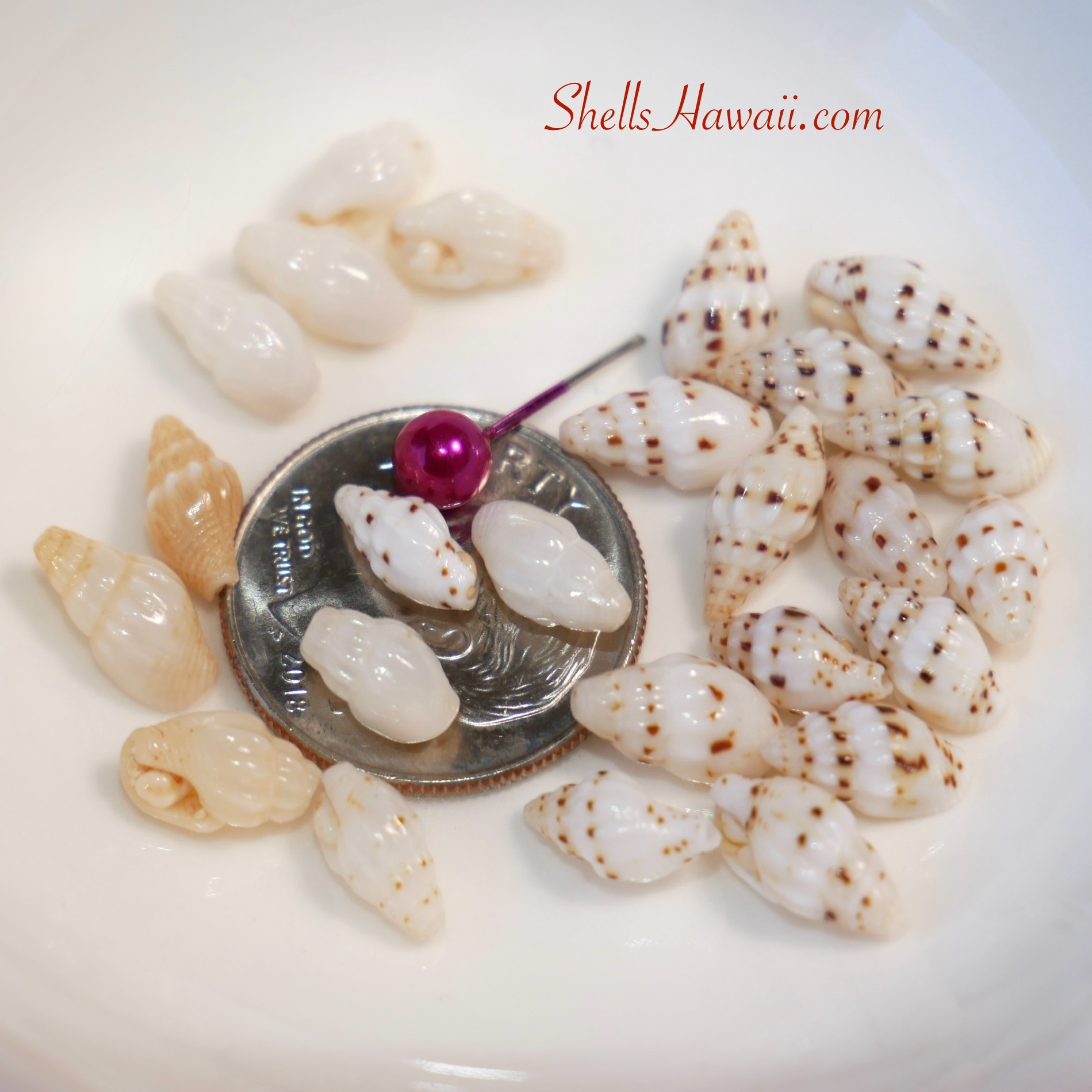 laiki shells 