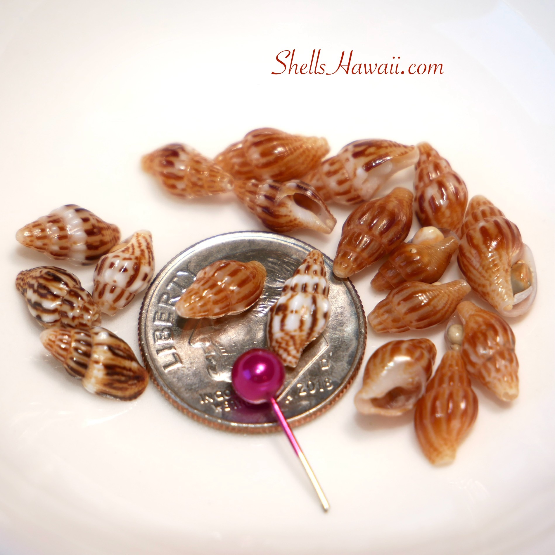 Laiki shells 