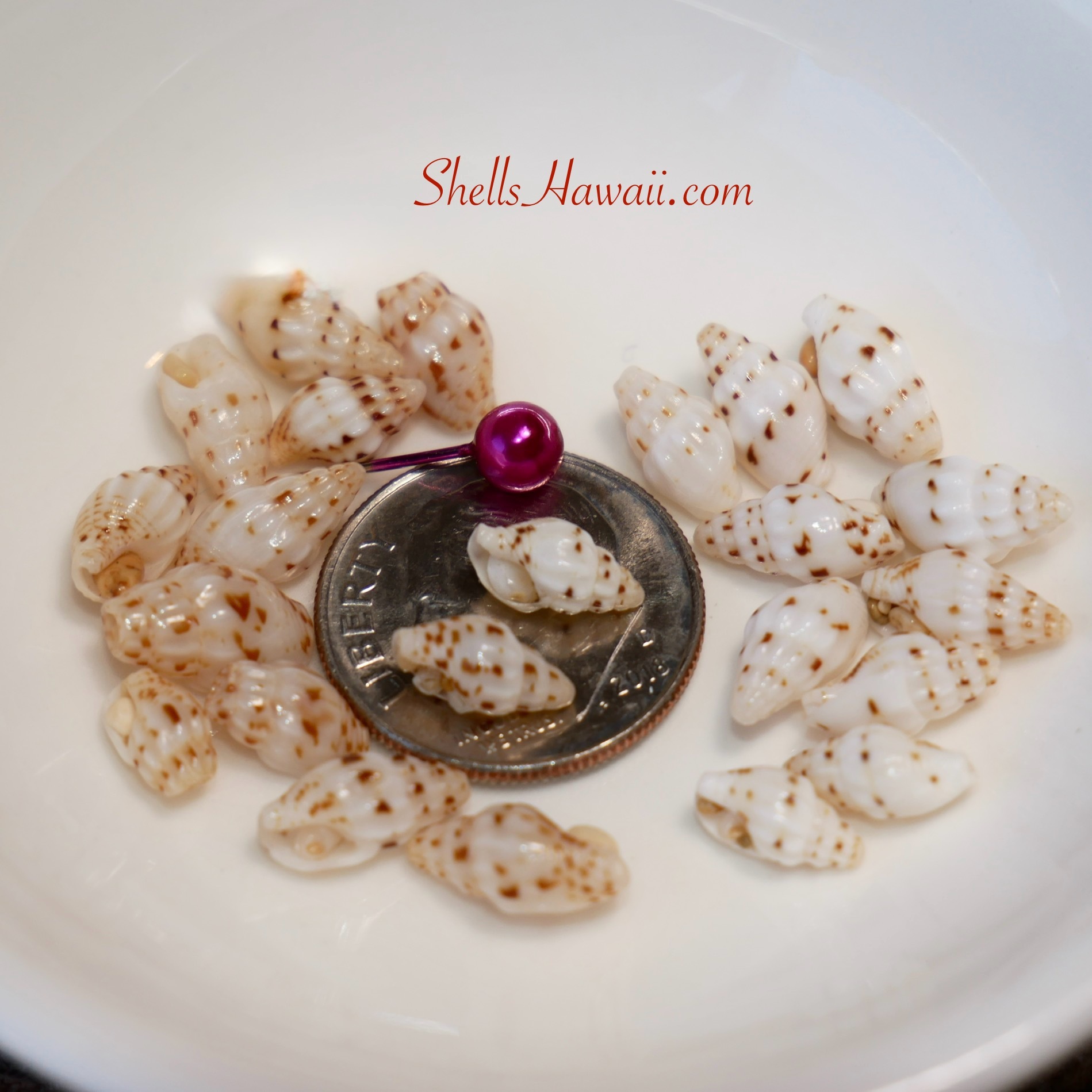 Laiki shells 
