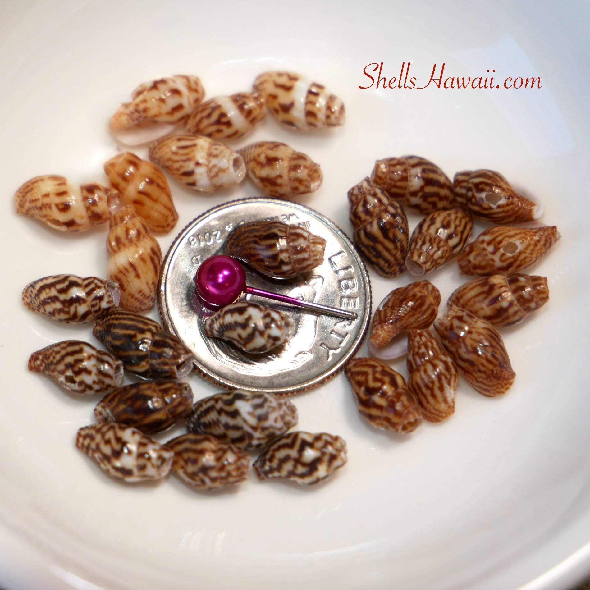 Laiki shells 