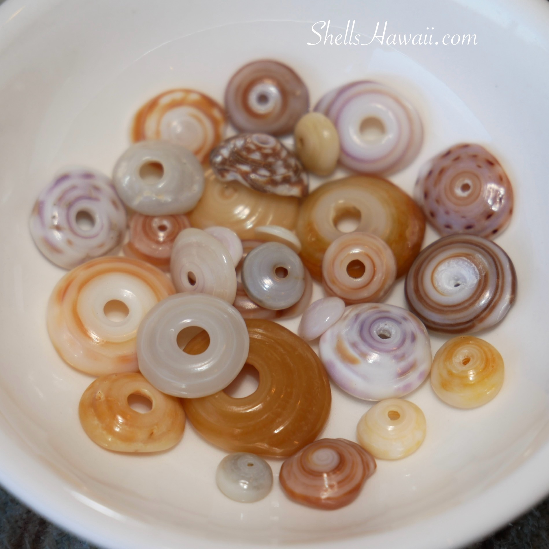 Hawaiian Puka shells 