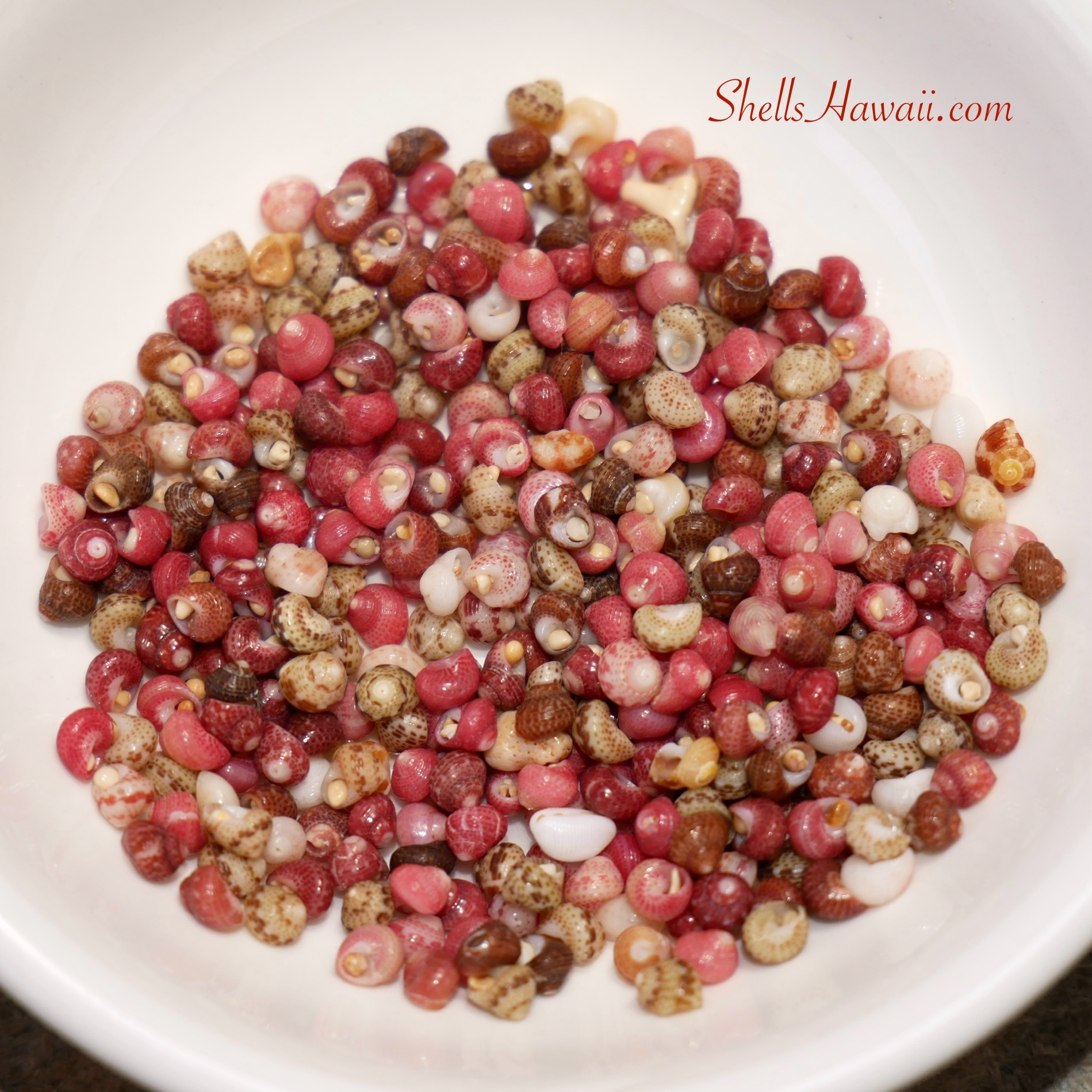 Kahelelani shells from Niihau 