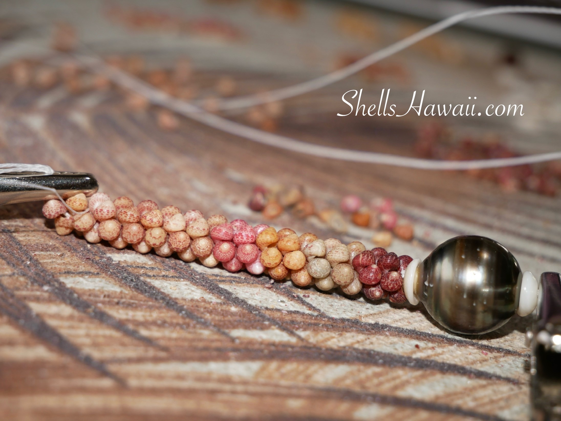 Kahelelani shells from Hawaii 