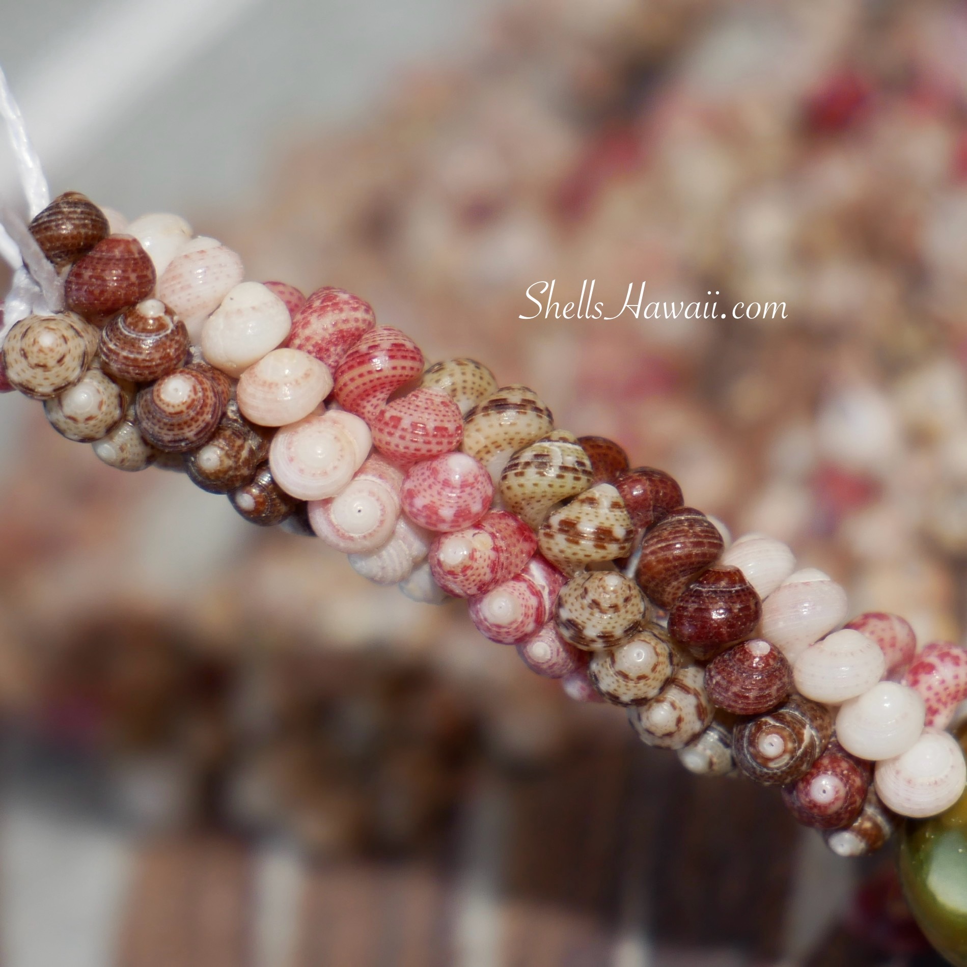 authentic Niihau kahelelani shells