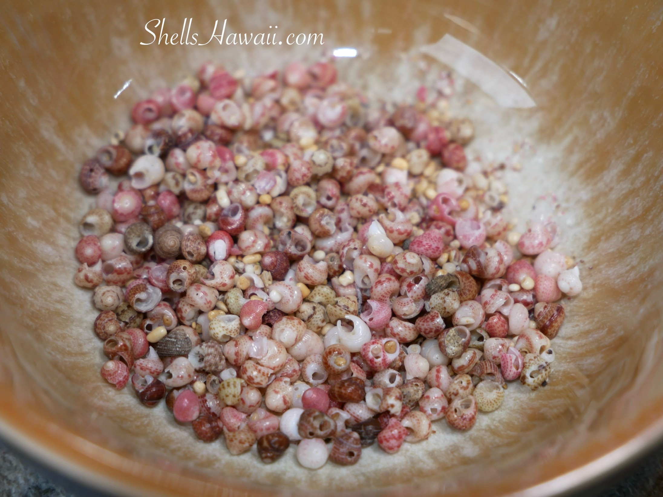 how imperfect kahelelani shells look like