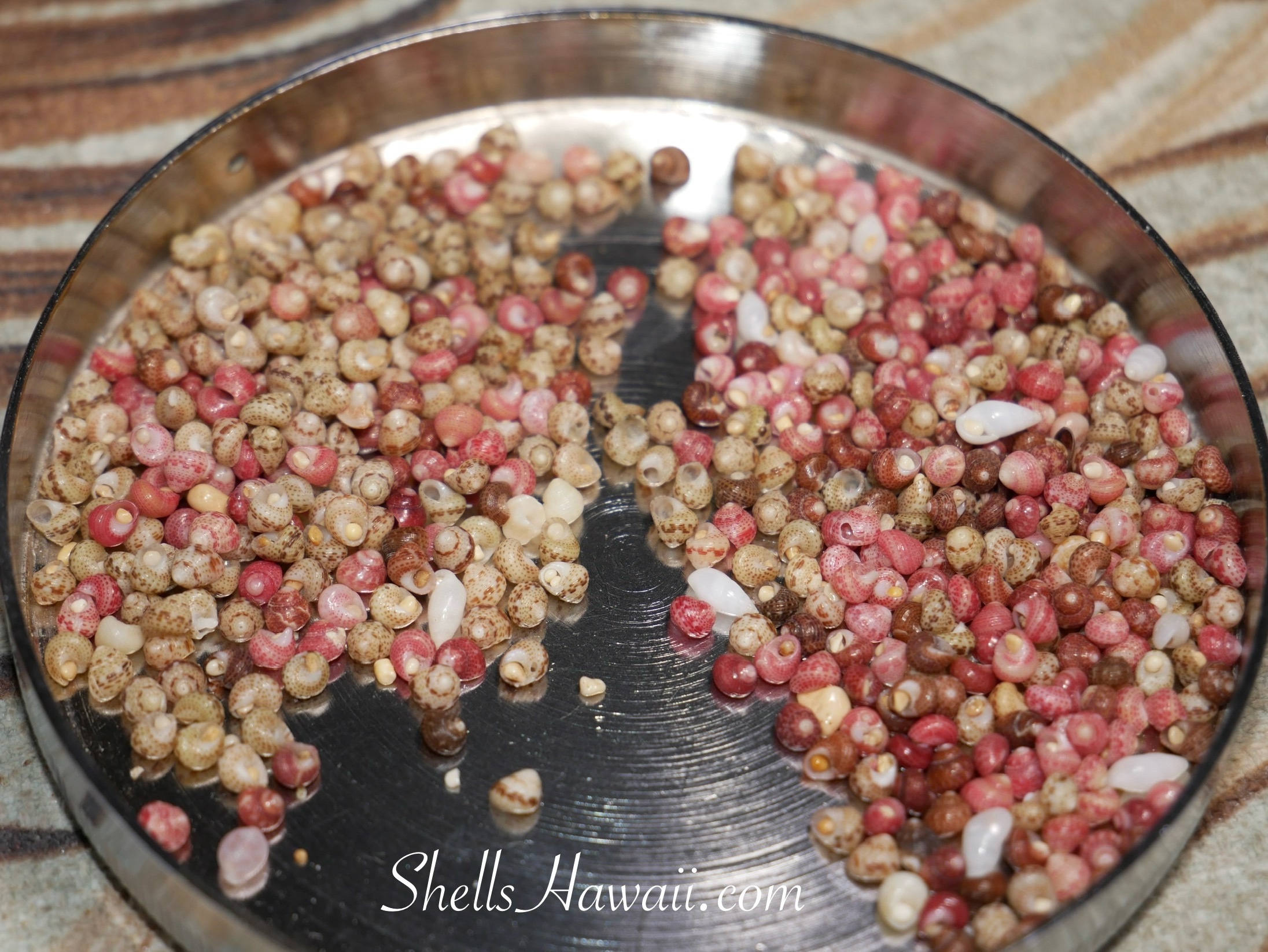 Quality Kahelelani shells from Niihau 