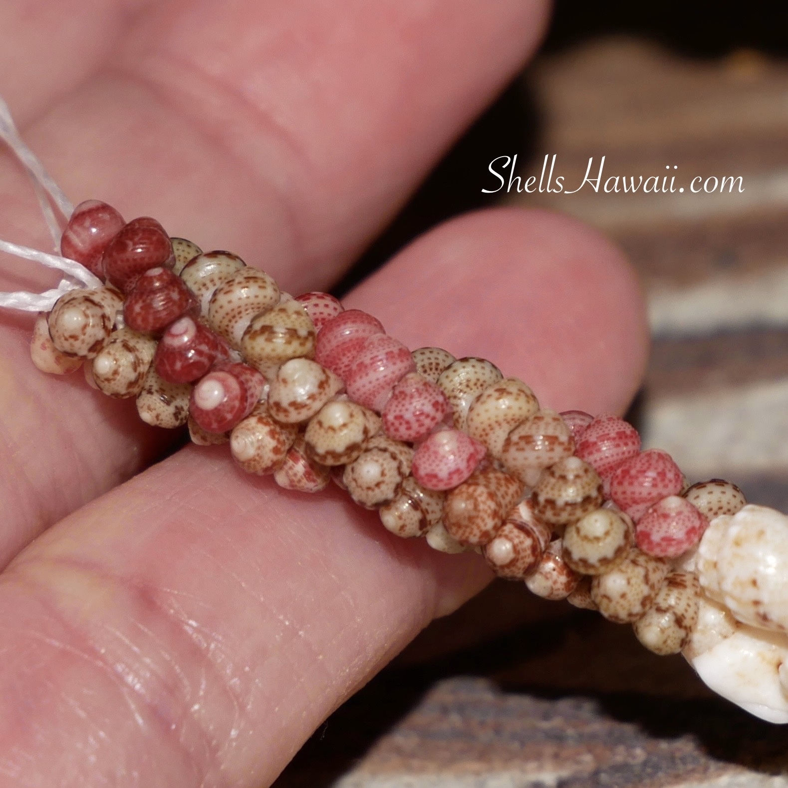 kahelelani poepoe style shell necklace 