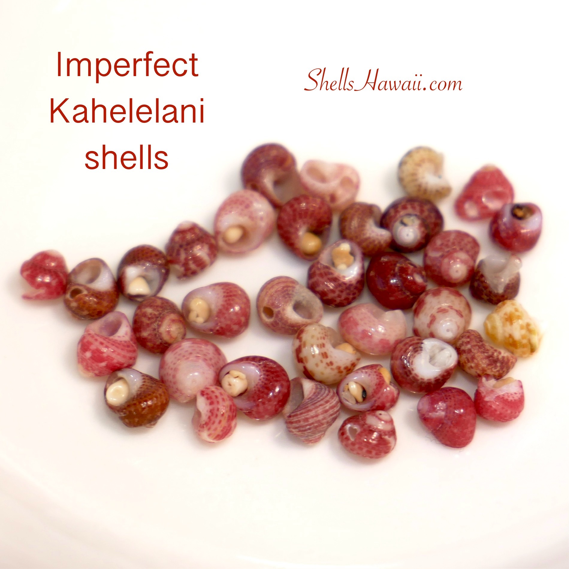 how to identify quality Niihau shells 