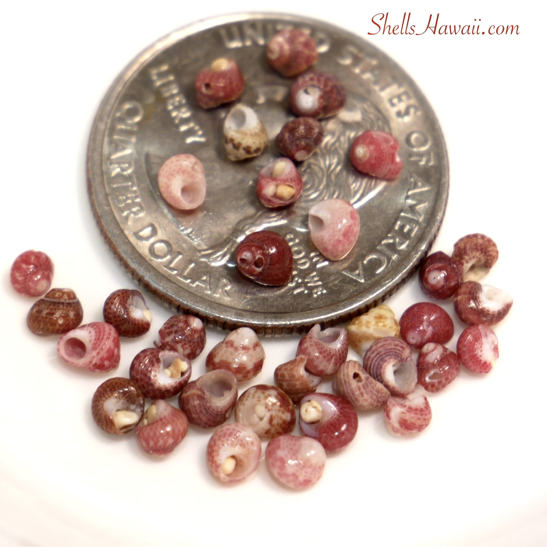 imperfect kahelelani shells 