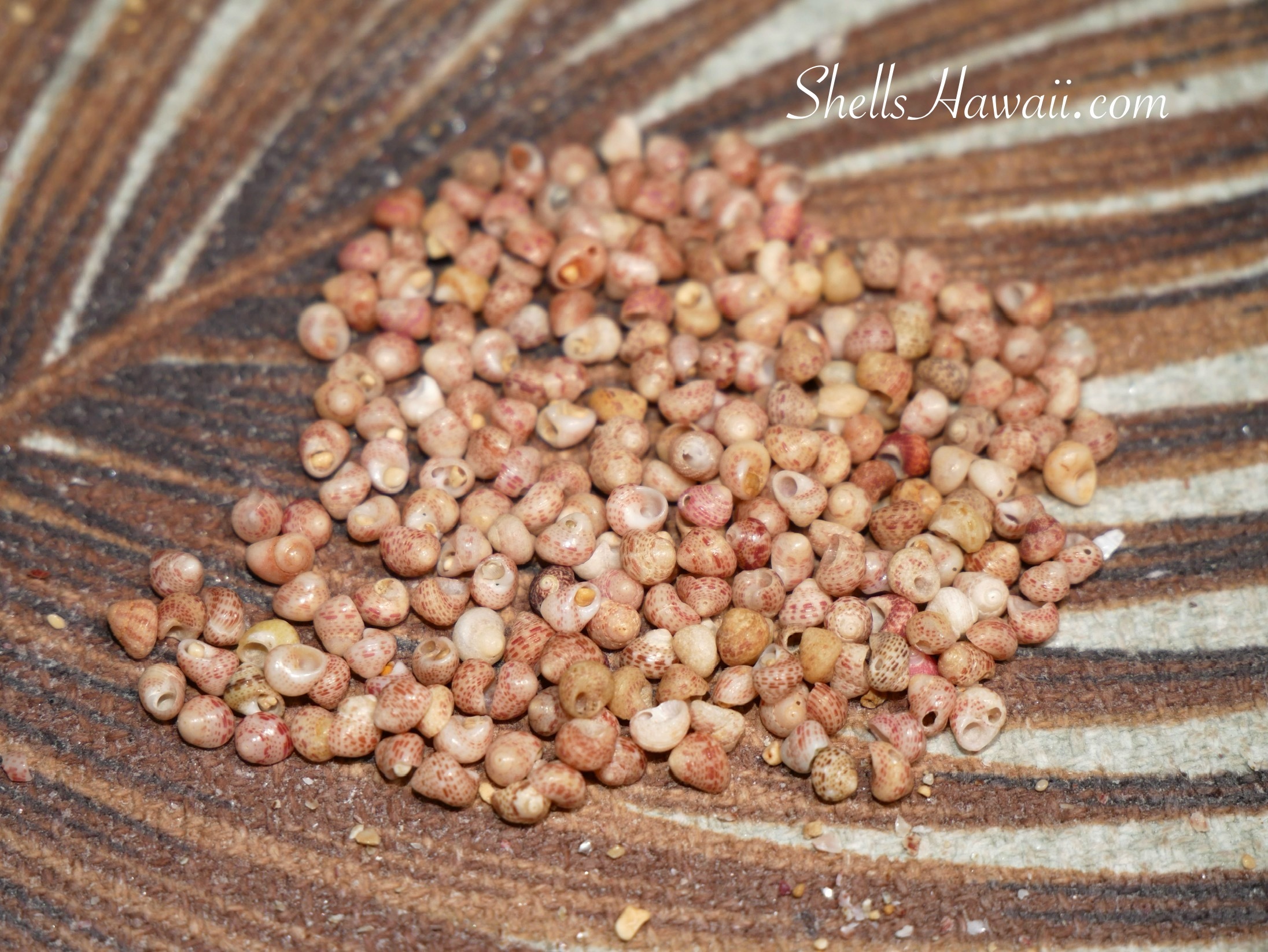 kahelelani shells from Kauai