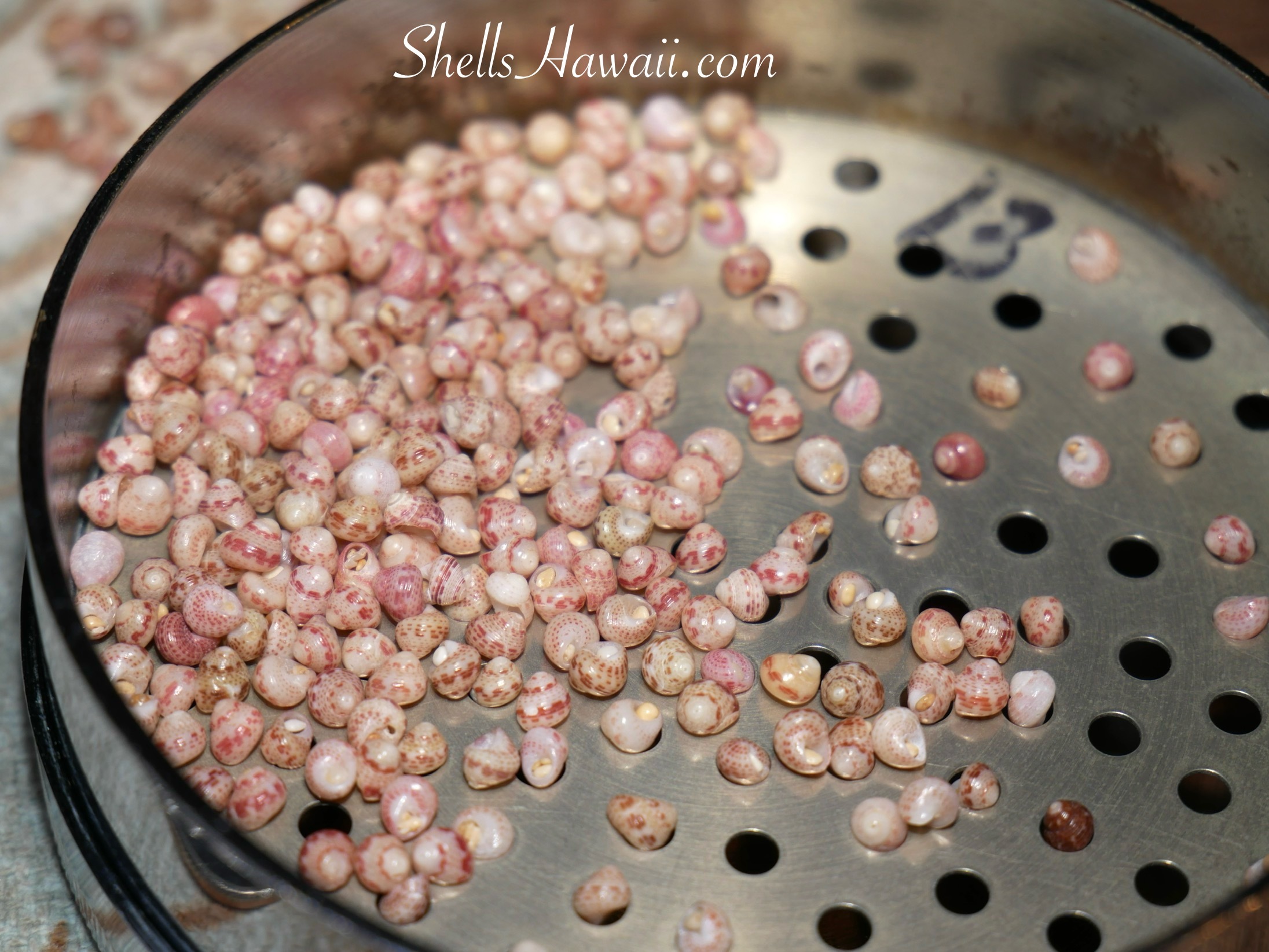 Kahelelani shells from Niihau