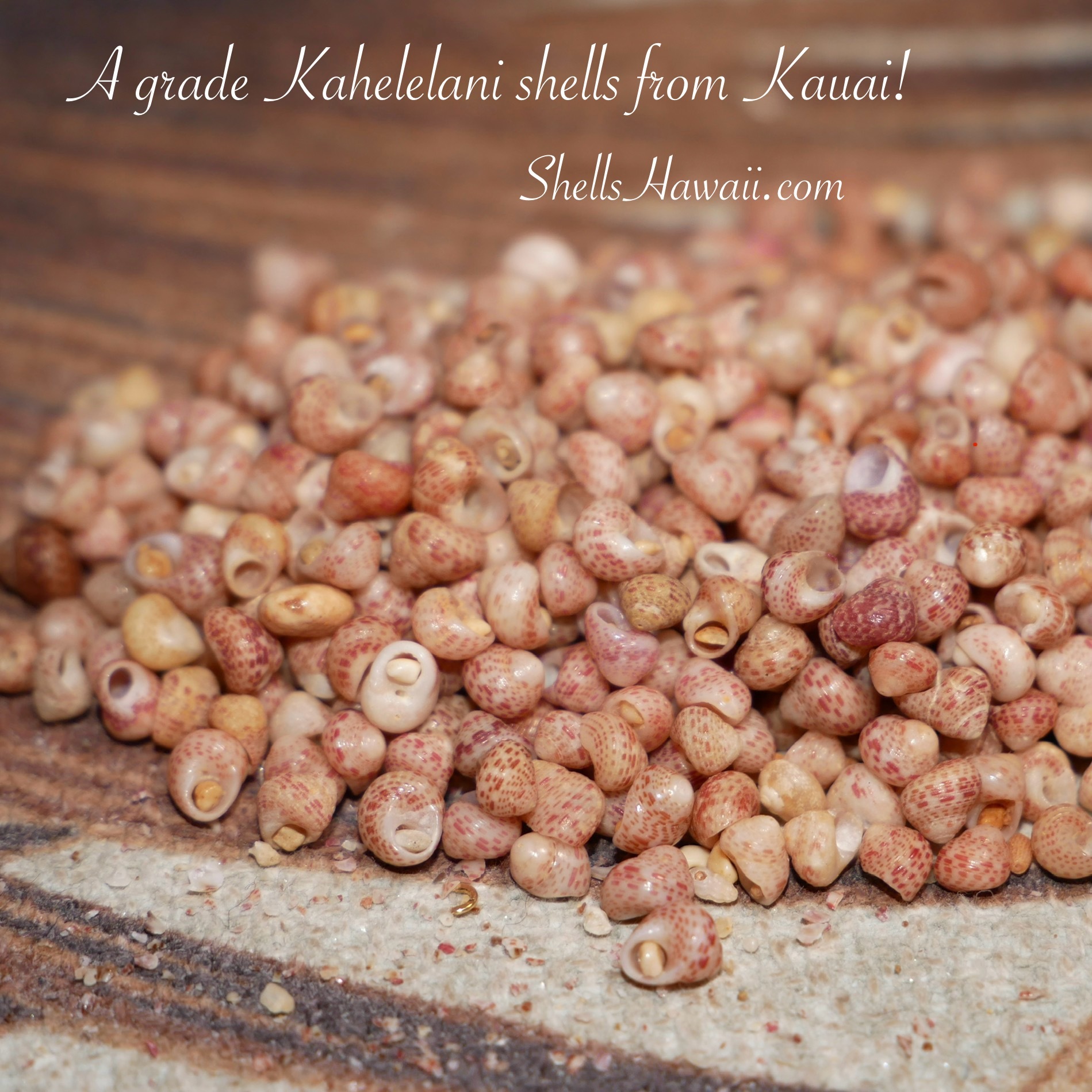 A grade Kahelelani shells from Kauai