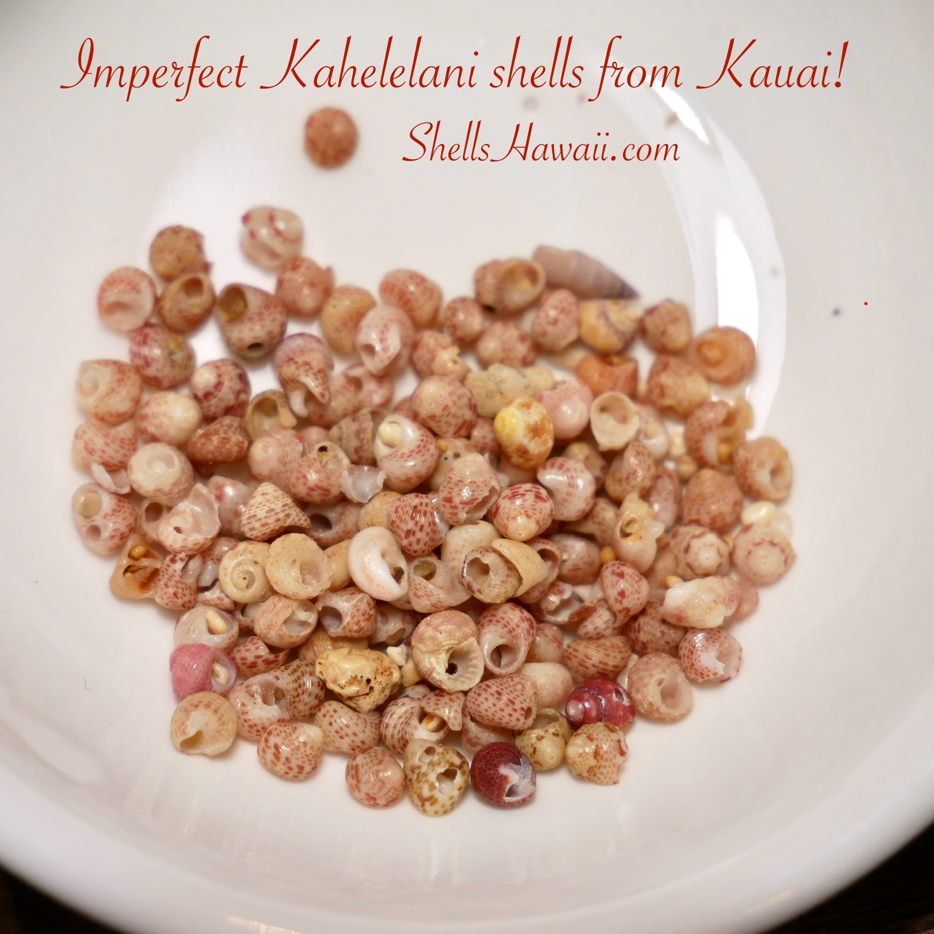 How imperfect kahelelani shells look?