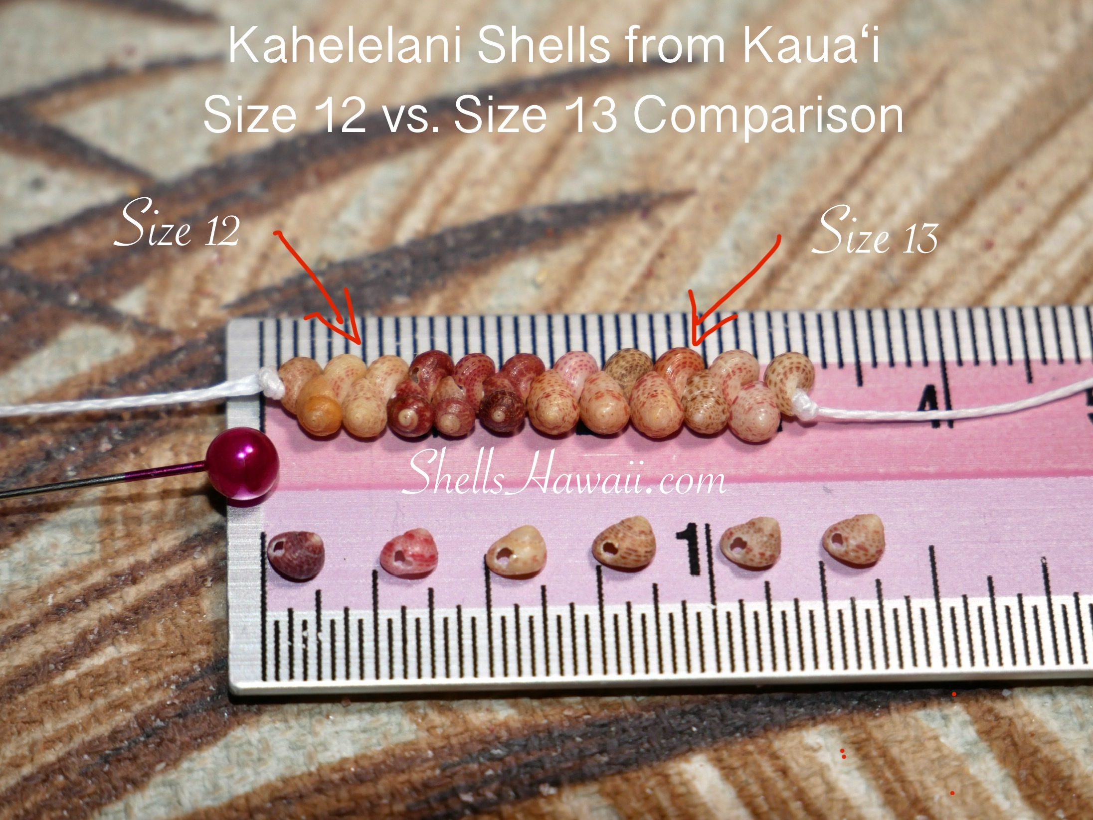 kahelelani shells
