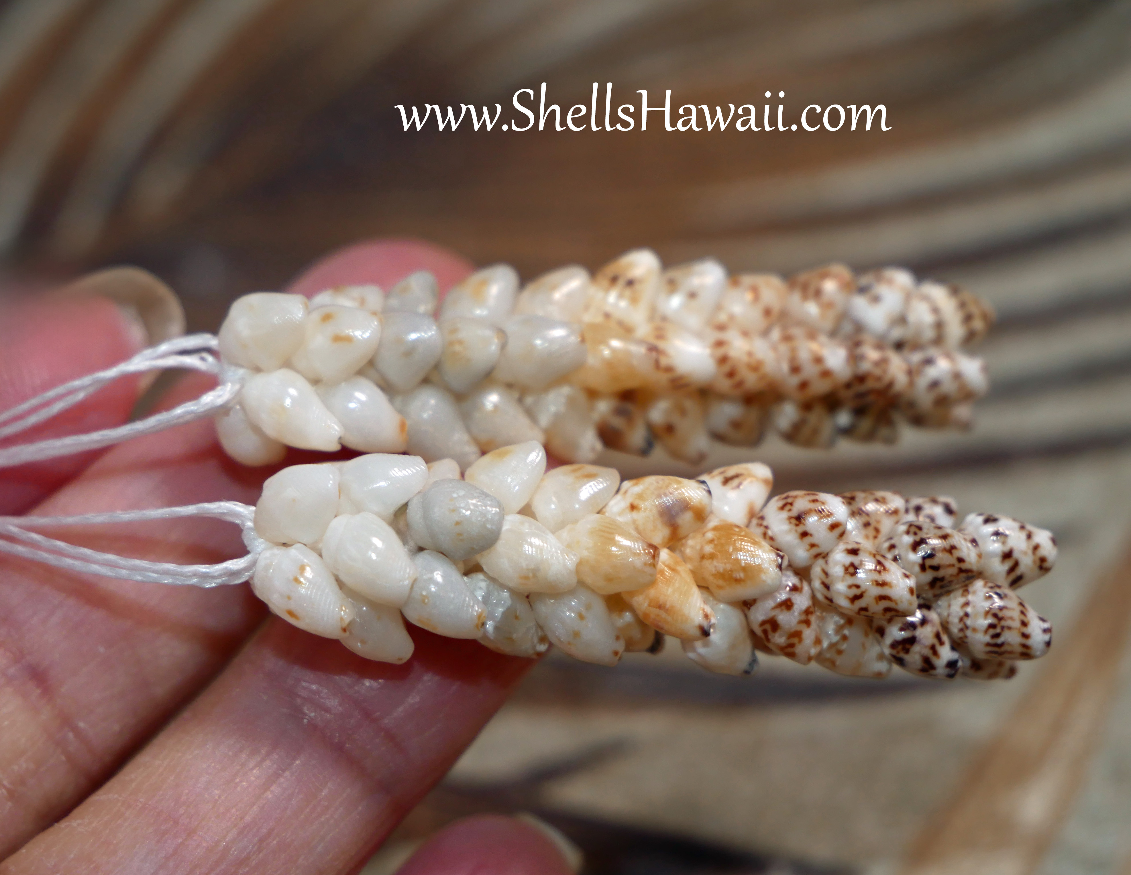 how to make pikake earrings with momi shells, niihau shell earrings
