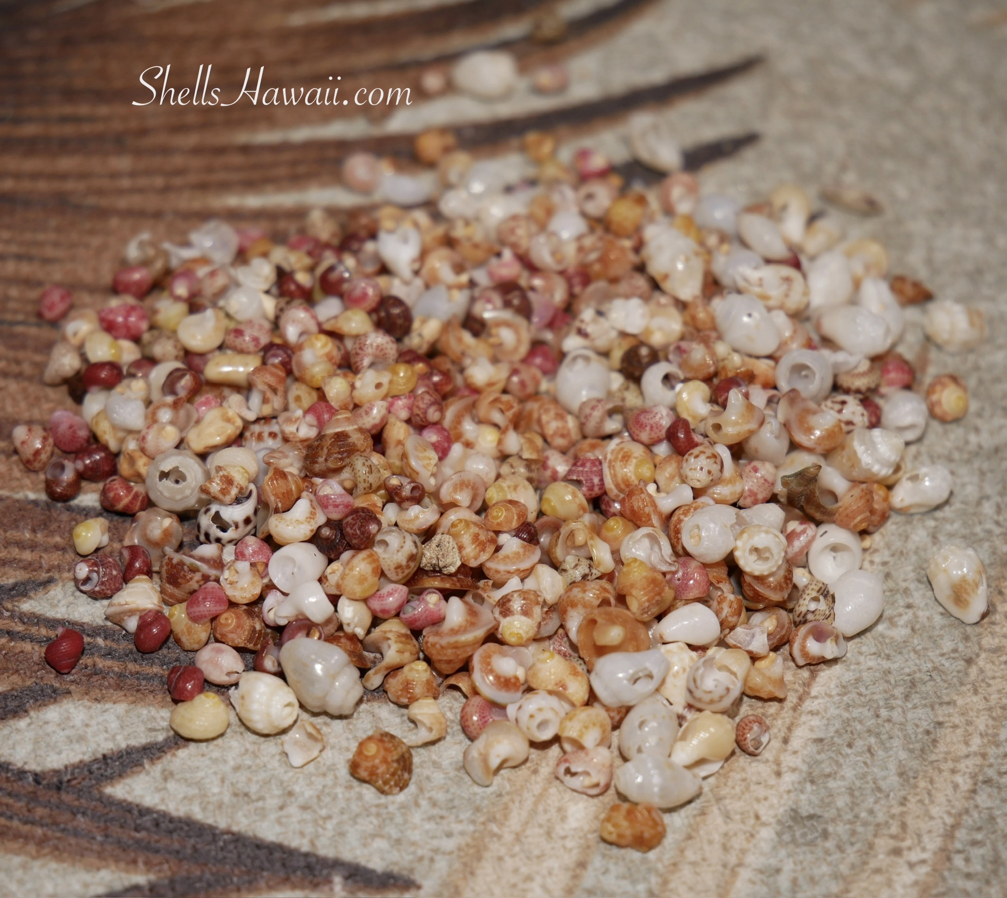 Mixed Niʻihau shells showing natural color variation and imperfections, photographed during sorting before selecting shells for jewelry making