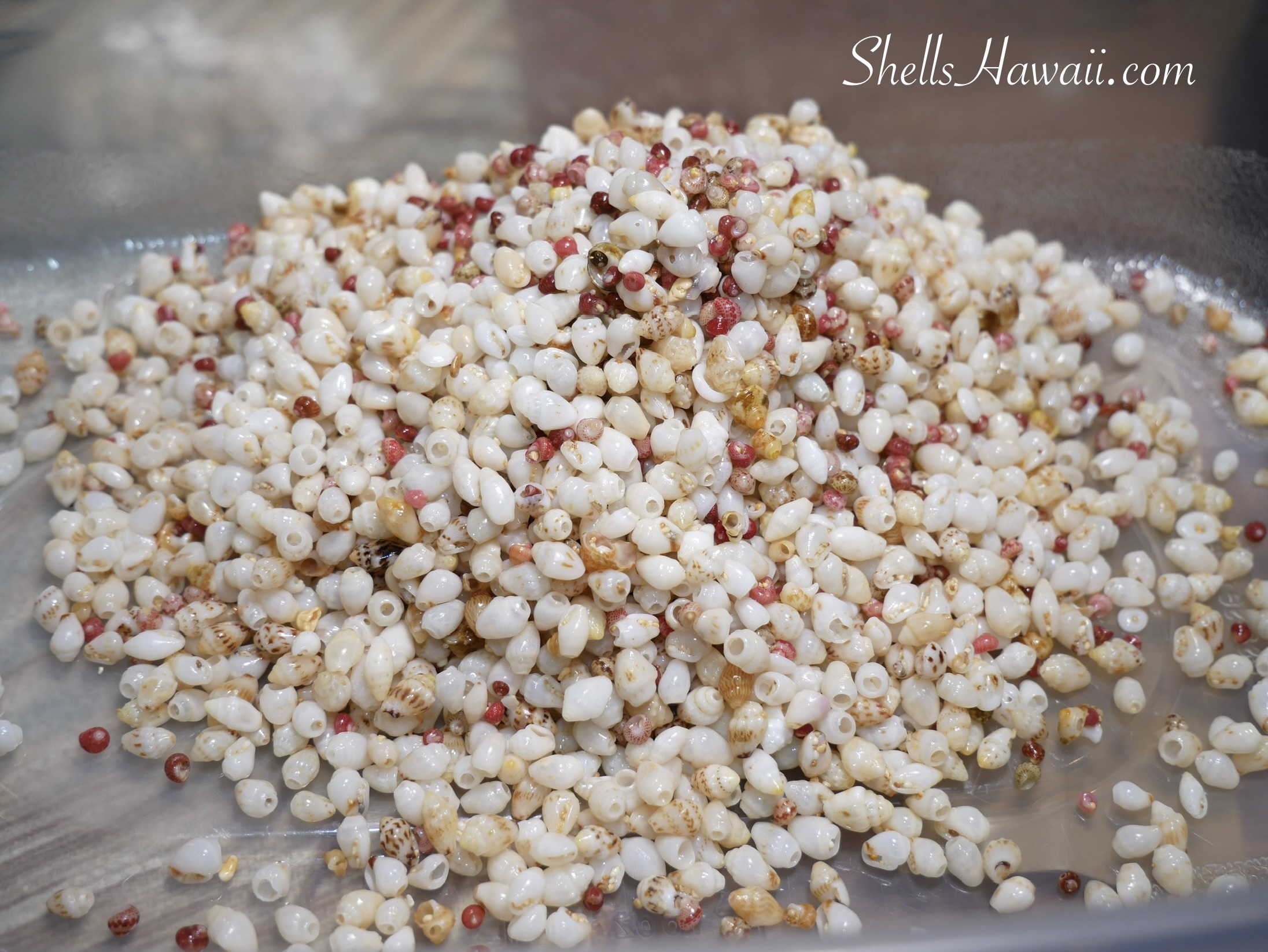 Freshly collected Niʻihau shells still wet from the beach, shown before drying, sorting out imperfect shells, and grading A, B, and C quality prior to poking and making shell jewelry