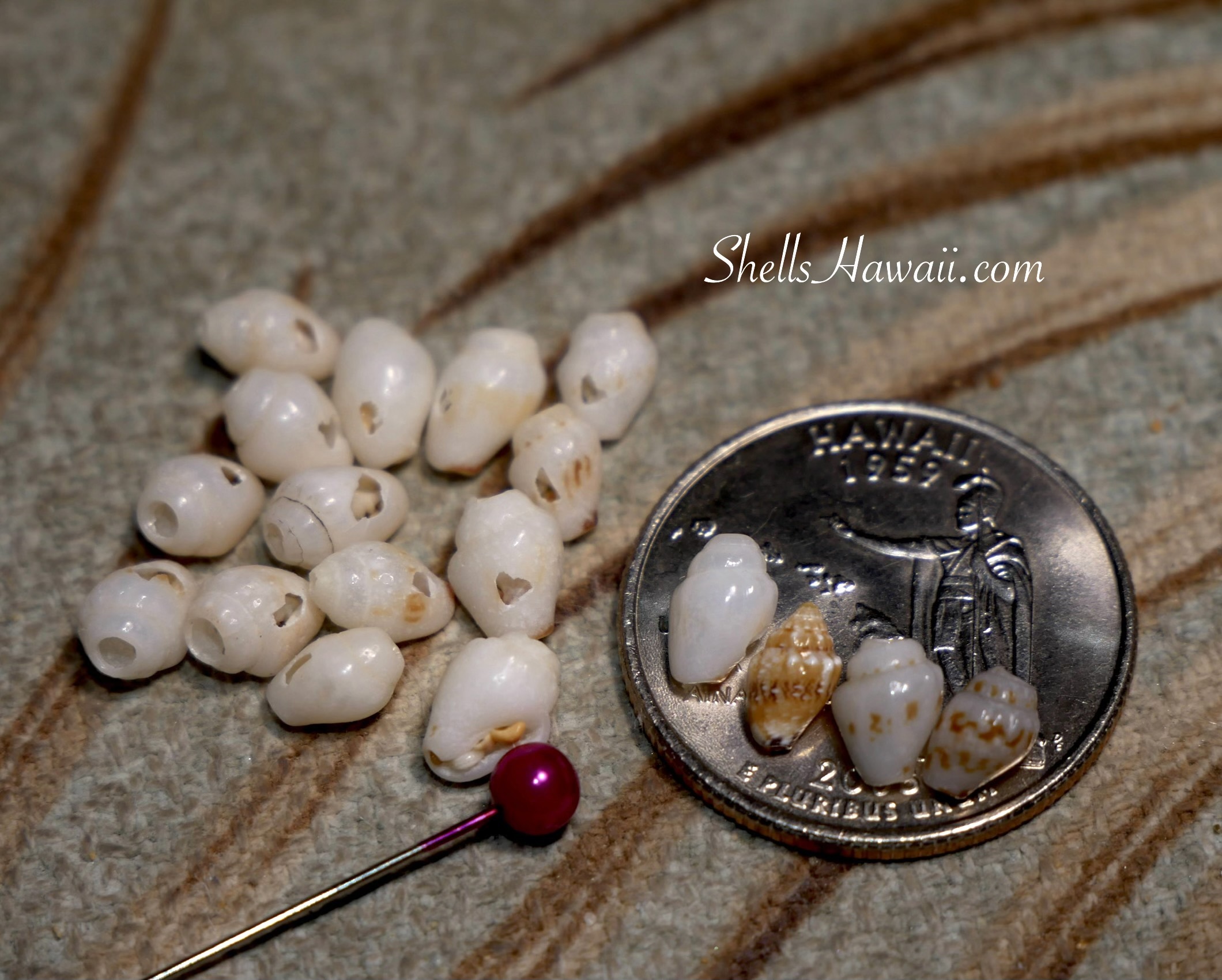 C-grade Momi shells with matte surface and minimal natural shine, shown beside a coin for size reference, illustrating ocean-worn authentic Niʻihau shell jewelry materials.