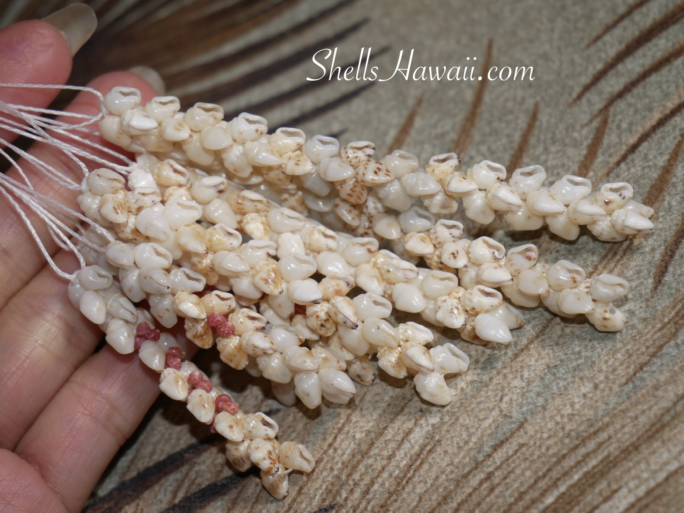 Close-up of newly created Niʻihau shell earrings by Janjira, showing multiple strands of hand-poked white Momi shells with natural markings, highlighting the detailed craftsmanship behind ShellsHawaii.com&rsquo;s 2026 new jewelry update.