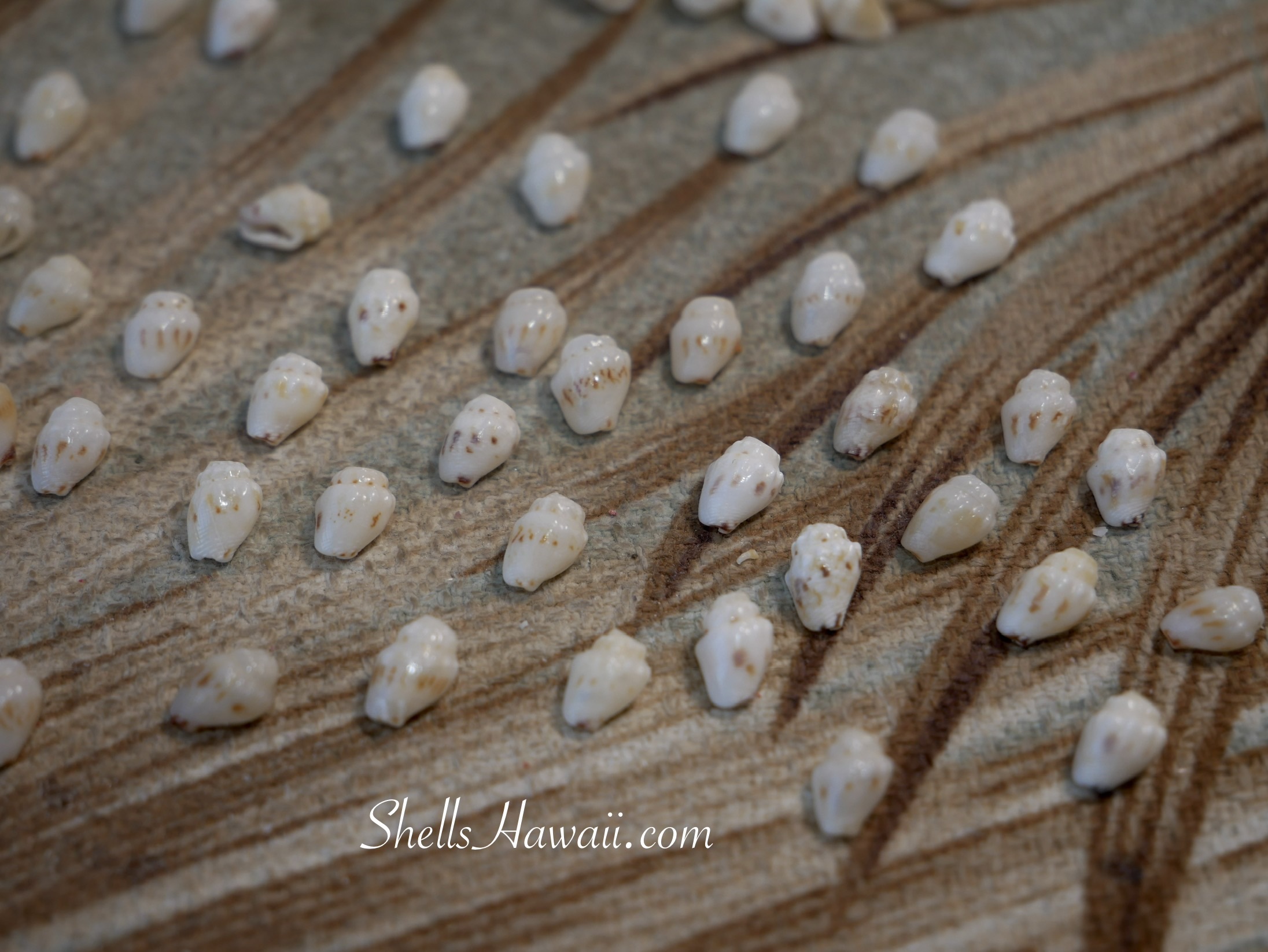 Close-up of individual Momi shells from Niʻihau showing natural patterns, including tiny freckle-like spots, soft vertical streaks, and uneven speckling, highlighting how no two shells have the same markings in Hawaiian shell jewelry making