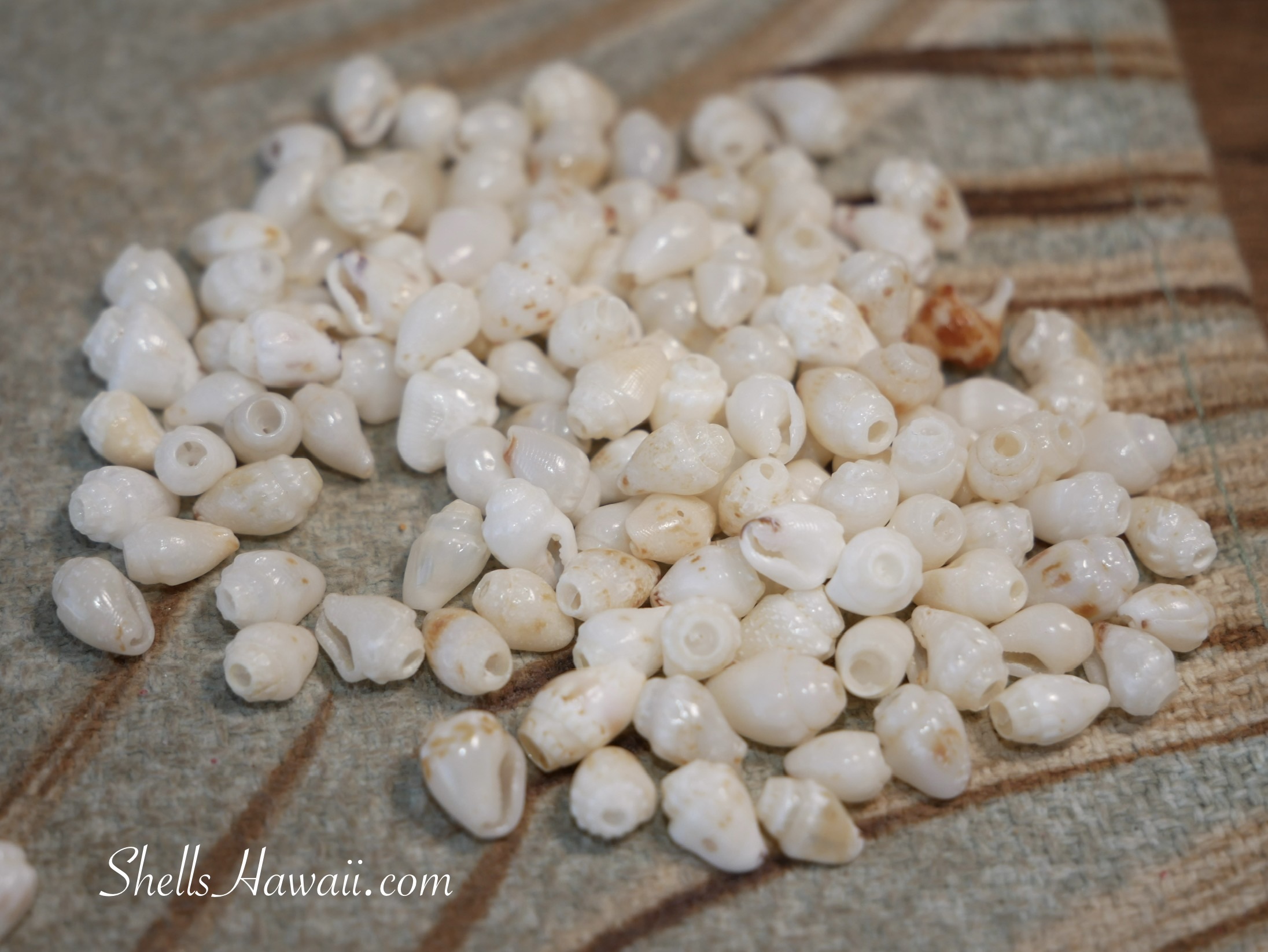 Pile of Momi shells from Niʻihau sorted from the original group, showing a whiter, cleaner tone compared to off-white shells, demonstrating how to sort Niʻihau shell colors for Pikake and Hawaiian shell jewelry designs