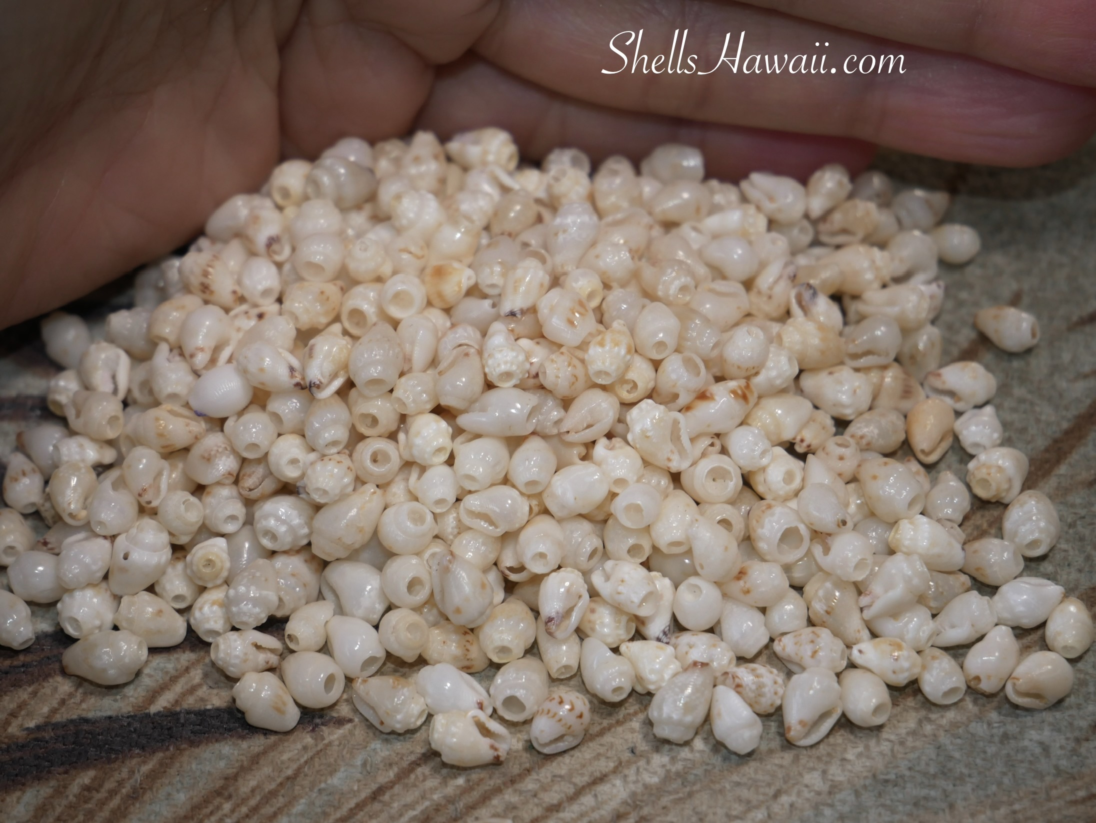 Close-up of mixed Momi shells from Niʻihau showing subtle off-white tones, soft cream shades, faint caramel markings, and natural variations, demonstrating how to sort colors of Niʻihau shells for Hawaiian shell jewelry designs
